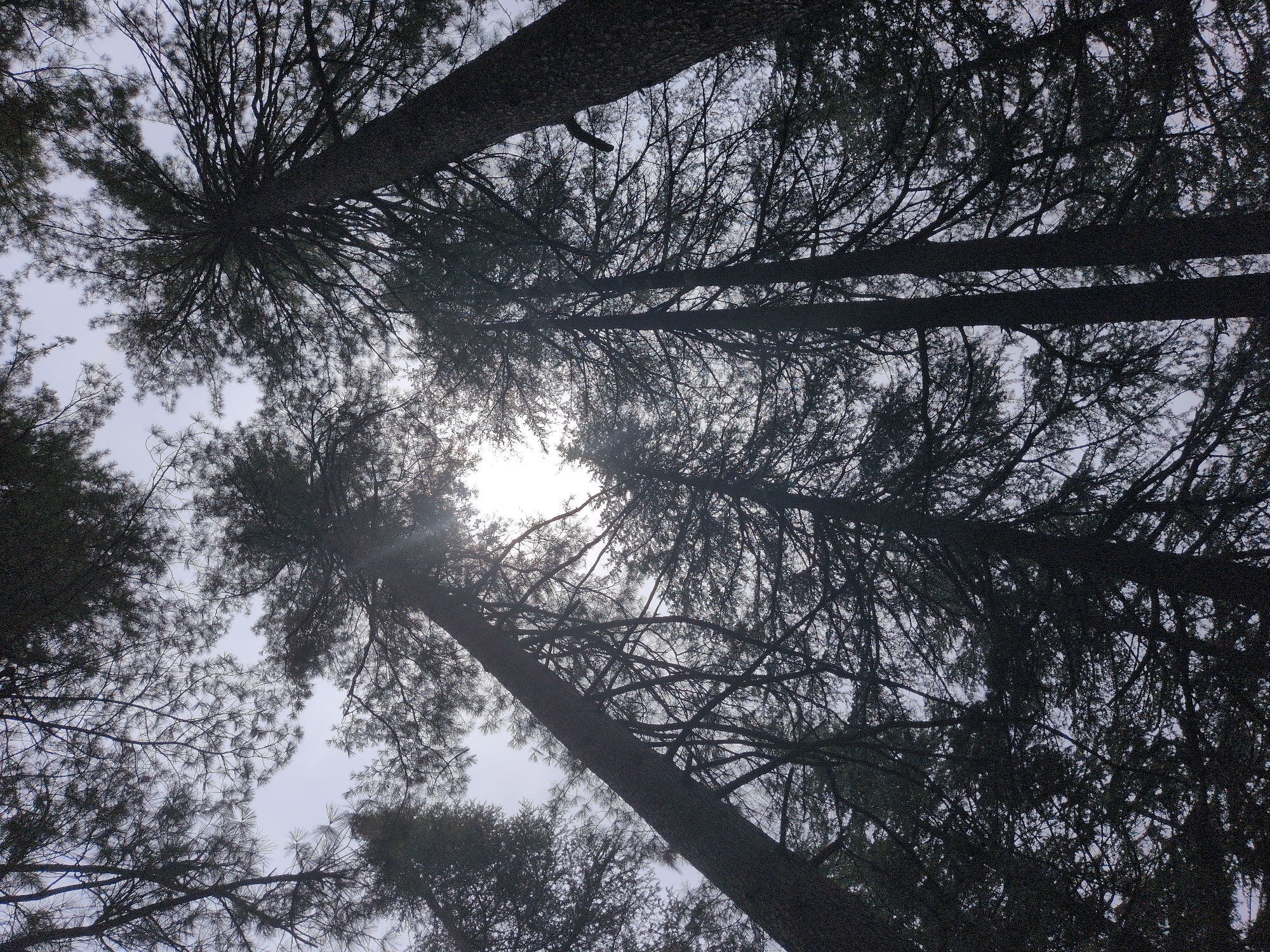 The image depicts a low-angle view looking up through a dense forest of pine trees in Kullu, India. The sun is visible through the branches, creating a bright halo effect. The trees are tall and dark, with intricate branch structures covered in needles, silhouetted against a pale sky. The overall impression is one of being enveloped by the forest canopy.