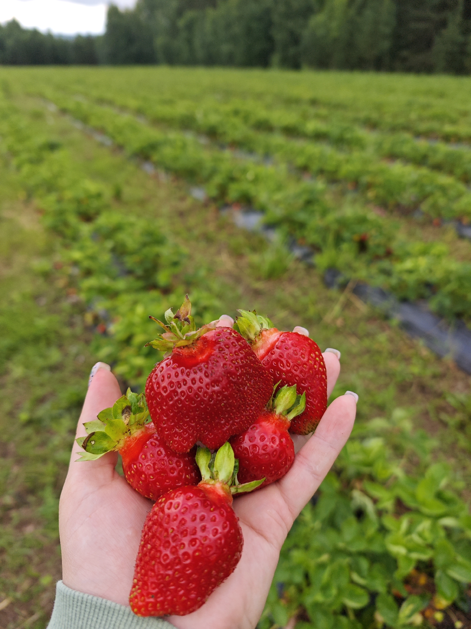 A human hand, with fingernails painted with a white and dark pattern, holds a cluster of ripe strawberries. The hand is positioned in the foreground, obscuring a portion of a vast strawberry field, which stretches into the distance in neat rows. The field is characterized by lush green foliage and dark plastic sheeting between the rows. Beyond the field, a dense line of trees forms a natural border, with a cloudy sky overhead. The scene appears to be in a rural or agricultural setting, likely a strawberry farm in Zhigalki, Russia. The overall impression is one of freshness and abundance, with a focus on the freshly picked fruit.