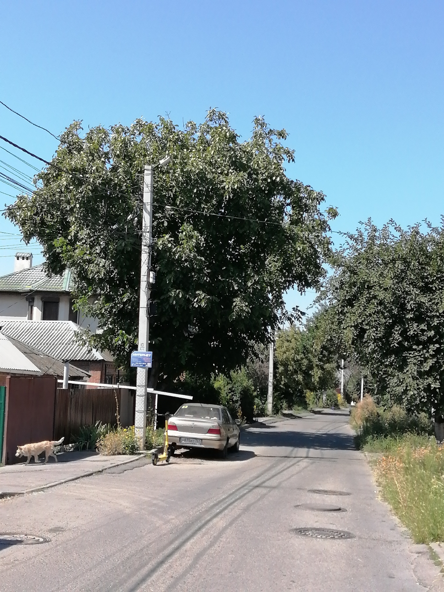 This image depicts a street scene in Rostov-on-Don, Russia, on a clear, sunny day. The foreground shows an asphalt road with several manhole covers. To the left, a light-colored dog walks along a sidewalk next to a fence. A yellow scooter is parked on the sidewalk near a light-colored sedan. Behind the scooter and car, a large tree dominates the middle ground, with a utility pole situated in front of it. A blue sign with white lettering, possibly indicating a street name or information, is attached to the utility pole. Further back, houses with tiled roofs are visible, partially obscured by the trees. The right side of the image shows more trees and vegetation lining the road, which recedes into the distance. Overhead, power lines are strung across the clear blue sky.
