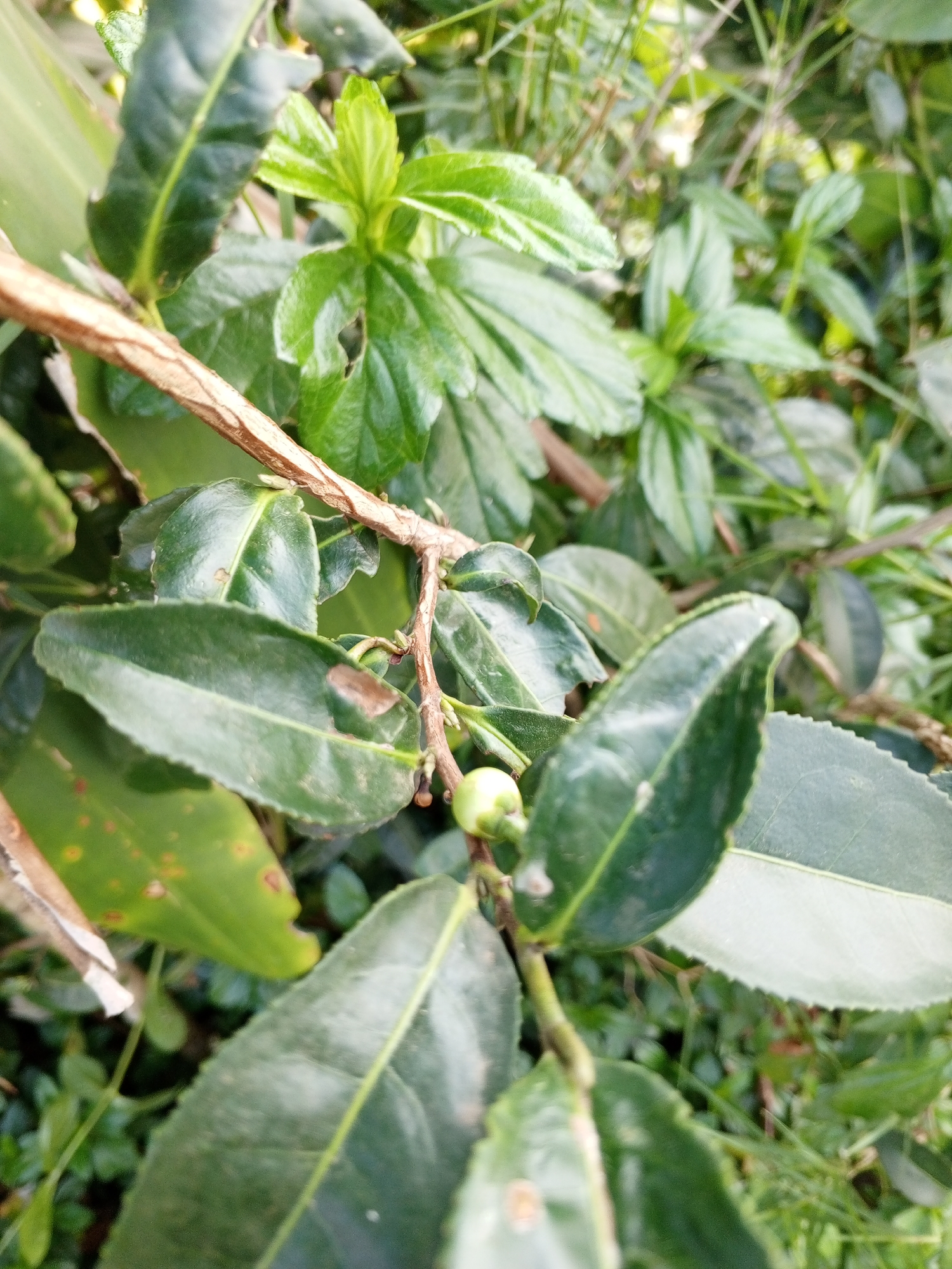 A close-up, high-angle, outdoor, eye-level shot focuses on the branches and leaves of a plant, likely a tea bush, amidst other foliage. The plant features glossy, dark green leaves, some showing minor imperfections like brown spots. A thin, brown, woody stem with textured bark is visible, curving through the frame. A small, light green bud or developing fruit is also present. The background is a blur of green leaves and grass, suggesting a natural or garden environment. The image is taken in Bellanneoya, Sri Lanka.