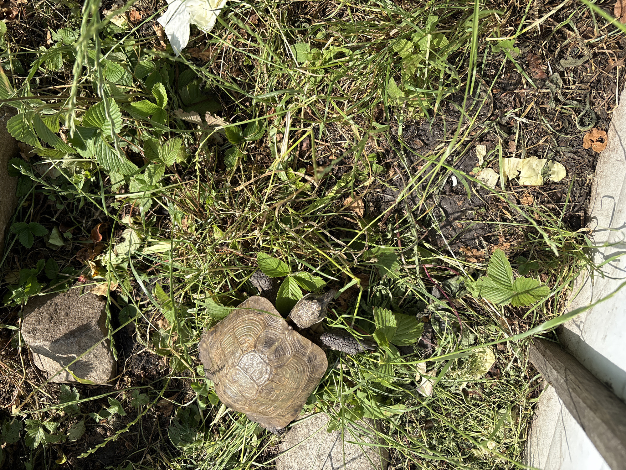 In Dubrovino, Russia, a tortoise is observed in a patch of overgrown grass and dry leaves, near a large, grey rock. The tortoise is positioned in the center-left of the frame, facing towards the right. Its shell is a mottled brown and tan with distinct concentric rings. Two of its legs are visible, one extended forward and the other back. The surrounding environment consists of dense green grass, some of which appears dry and yellowed, scattered dry leaves, and dark soil. In the lower left corner, a portion of a weathered wooden structure is visible. The lighting suggests a sunny day, with shadows cast across the scene.