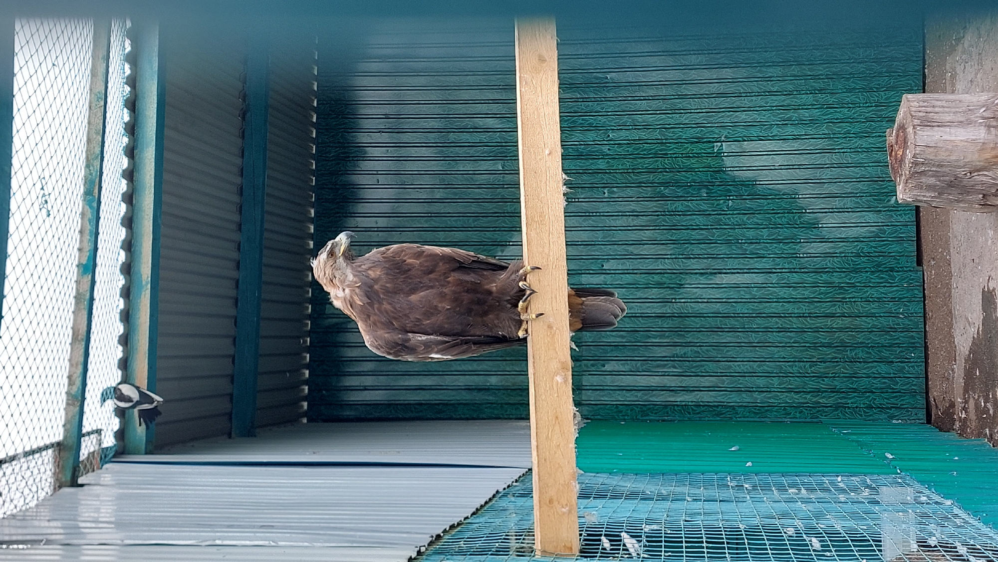 A brown eagle is perched on a wooden beam in an enclosure. The eagle is facing to the right, with its head turned slightly upwards. The enclosure has green corrugated metal walls and a metal roof covered with netting. To the left of the eagle, a magpie is visible on a beam near the roof. A wooden stump is on the ground in front of the green wall.