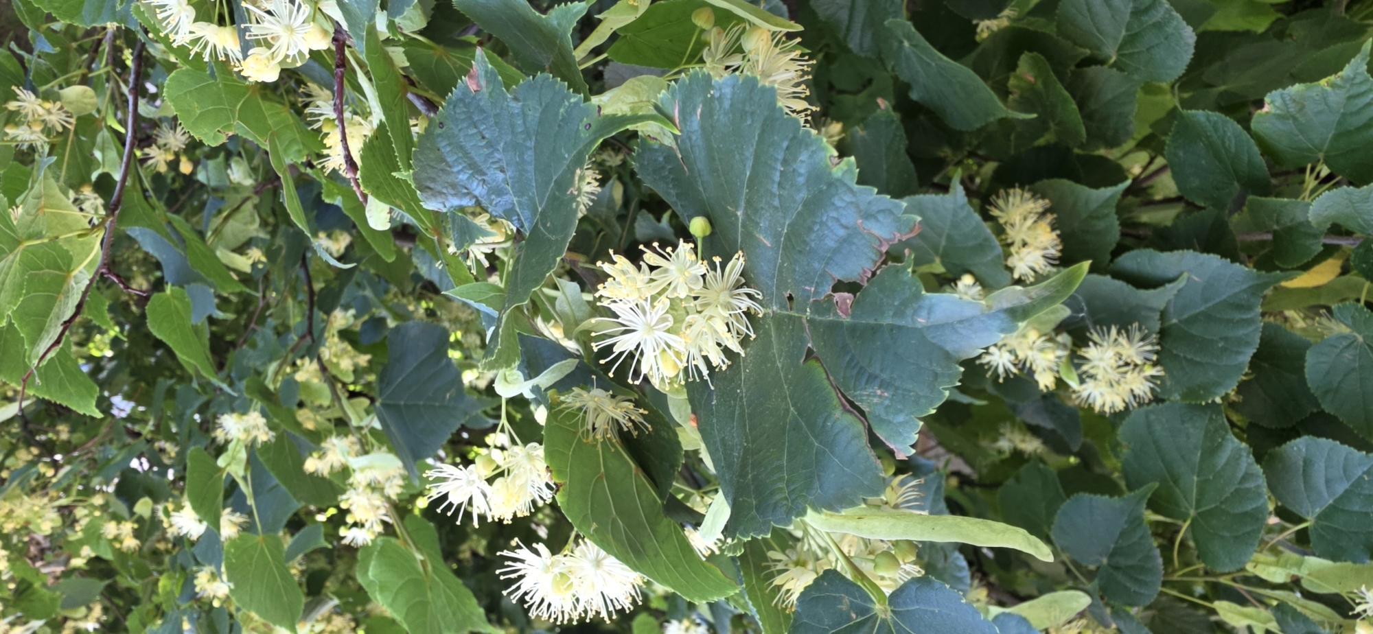 This image shows a close-up view of a blooming linden tree. The foreground is dominated by large, dark green linden leaves, some of which have brown, damaged edges. Clusters of small, pale yellow, star-shaped flowers with prominent stamens are visible amongst the leaves. One particularly large cluster of flowers and leaves is centrally located. Several elongated, light green seed pods hang from the branches. The background consists of more linden leaves and branches, creating a dense, leafy canopy with some dappled sunlight. The scene appears to be an outdoor natural setting, possibly a park or a street lined with trees, in the city of Kryvyi Rih, Ukraine, during the blooming season of the linden tree. There are no people or animals present in the image.
