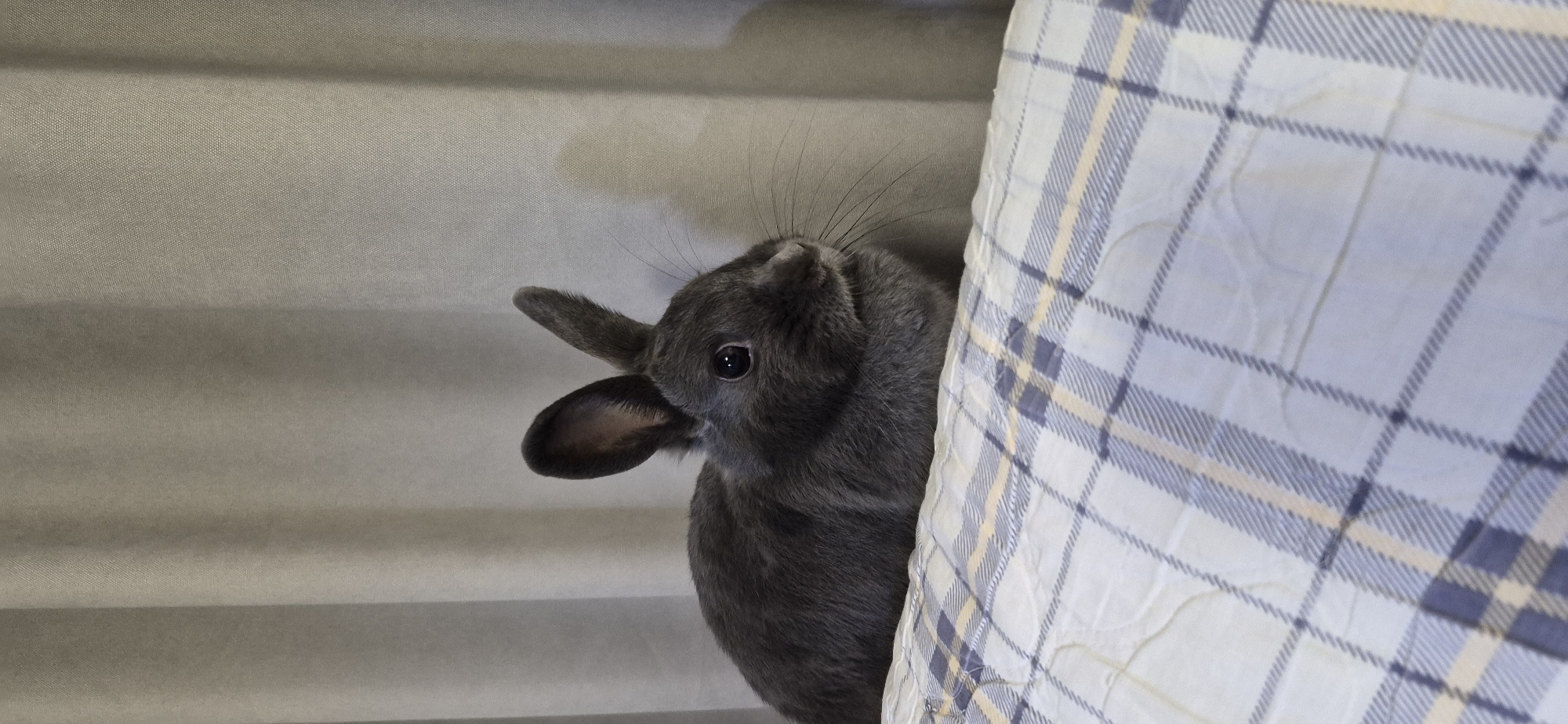 A medium shot captures a gray rabbit resting on a patterned blanket in front of a light gray curtain. The rabbit is positioned on the right side of the frame, facing left. Its ears are alert and pointed upwards, and its dark eyes are looking slightly to the left. The rabbit's fur is short and dense. The blanket beneath it features a plaid pattern of white, yellow, and dark blue lines. The curtain in the background is slightly wrinkled, creating vertical folds and subtle shadows. The lighting is soft and diffused. The scene appears to be indoors.