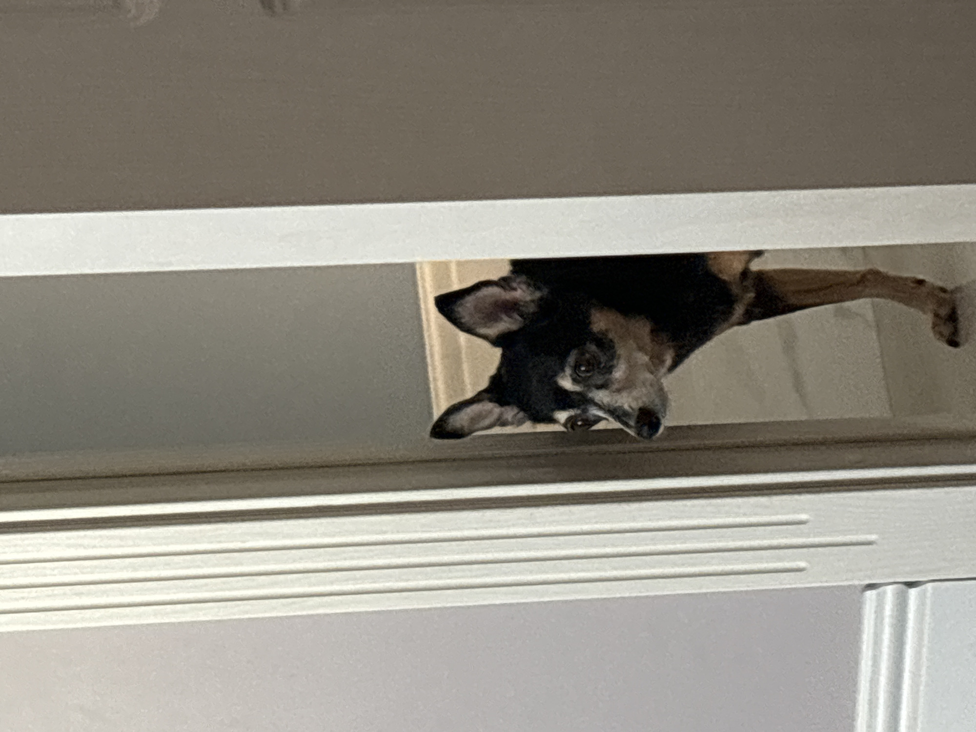 A medium shot captures a small, black and tan dog peering down from a gap, possibly from a high shelf or space within a structure. The dog's head and foreleg are visible through the opening, framed by a white or light-colored architectural structure with multiple horizontal lines, resembling a door frame or part of a cabinet. The dog appears to be looking directly at the viewer. The background, visible behind the dog, appears to be a plain, light-colored wall.