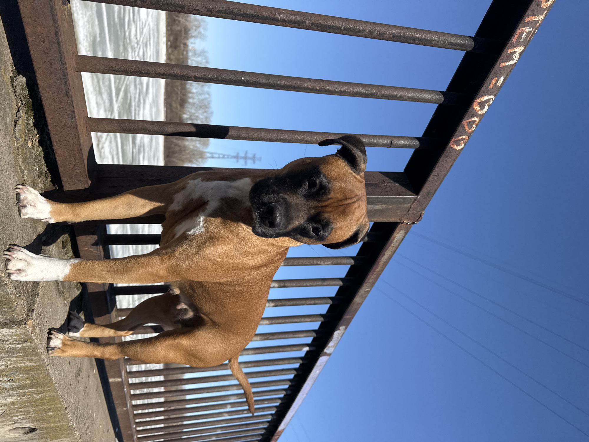 A brown boxer dog with a white chest and white socks lies on a rusted metal fence in Chaikovsky, Russia. The fence runs along a concrete surface. In the background, there is a frozen body of water and power lines are visible against a clear blue sky. The top of the fence has spray-painted graffiti on it.