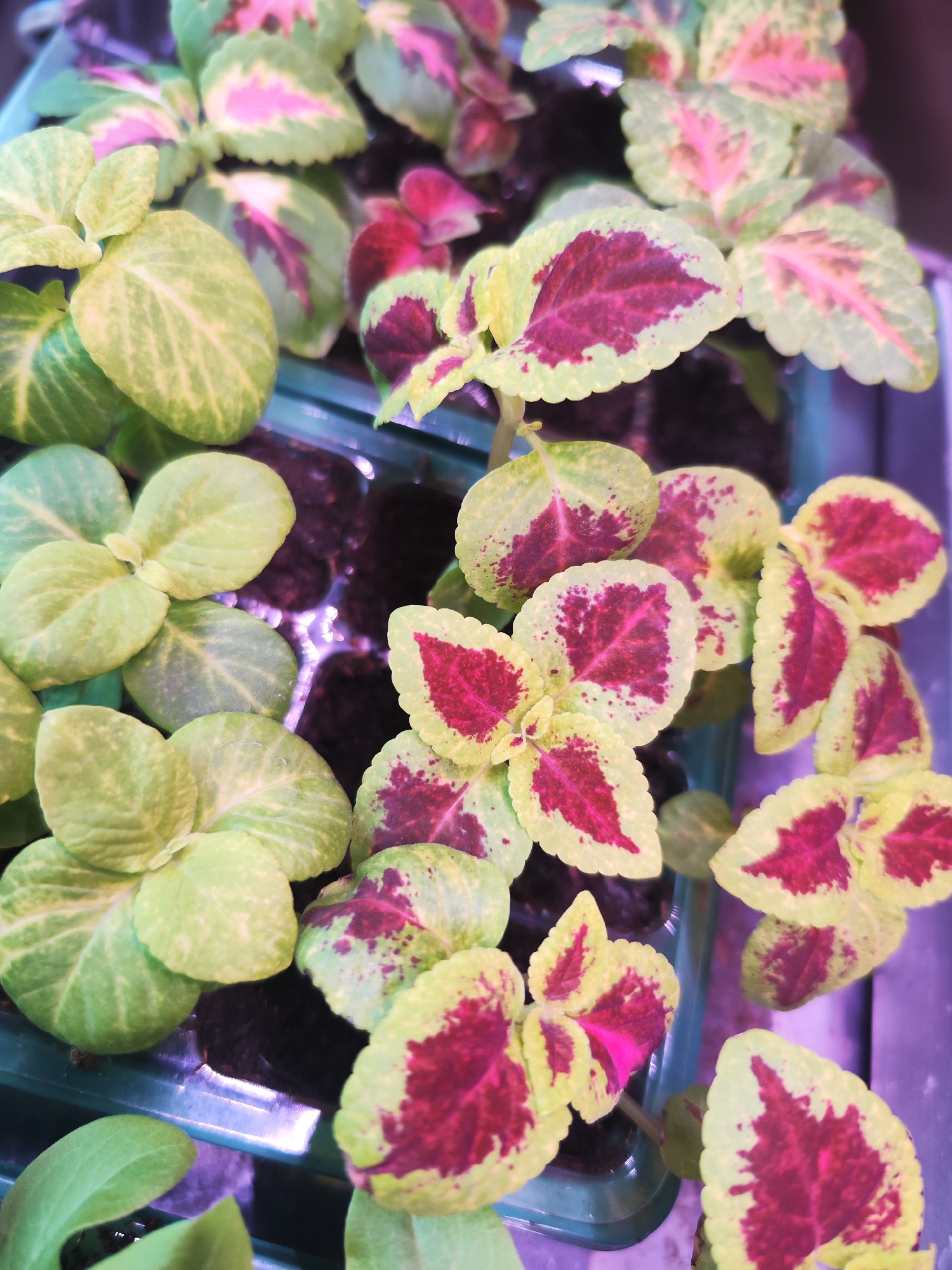 The image shows a close-up of several young coleus plants growing in a green plastic seedling tray. The plants have variegated leaves with a combination of light green and deep red to purple coloration. The soil in the individual cells of the tray is dark and appears moist. The tray sits on a surface with a slight sheen. The plants are the main focus, filling the frame. The location is not discernible from the image; therefore, no information about the city of Chaikovsky, Russia, can be provided.