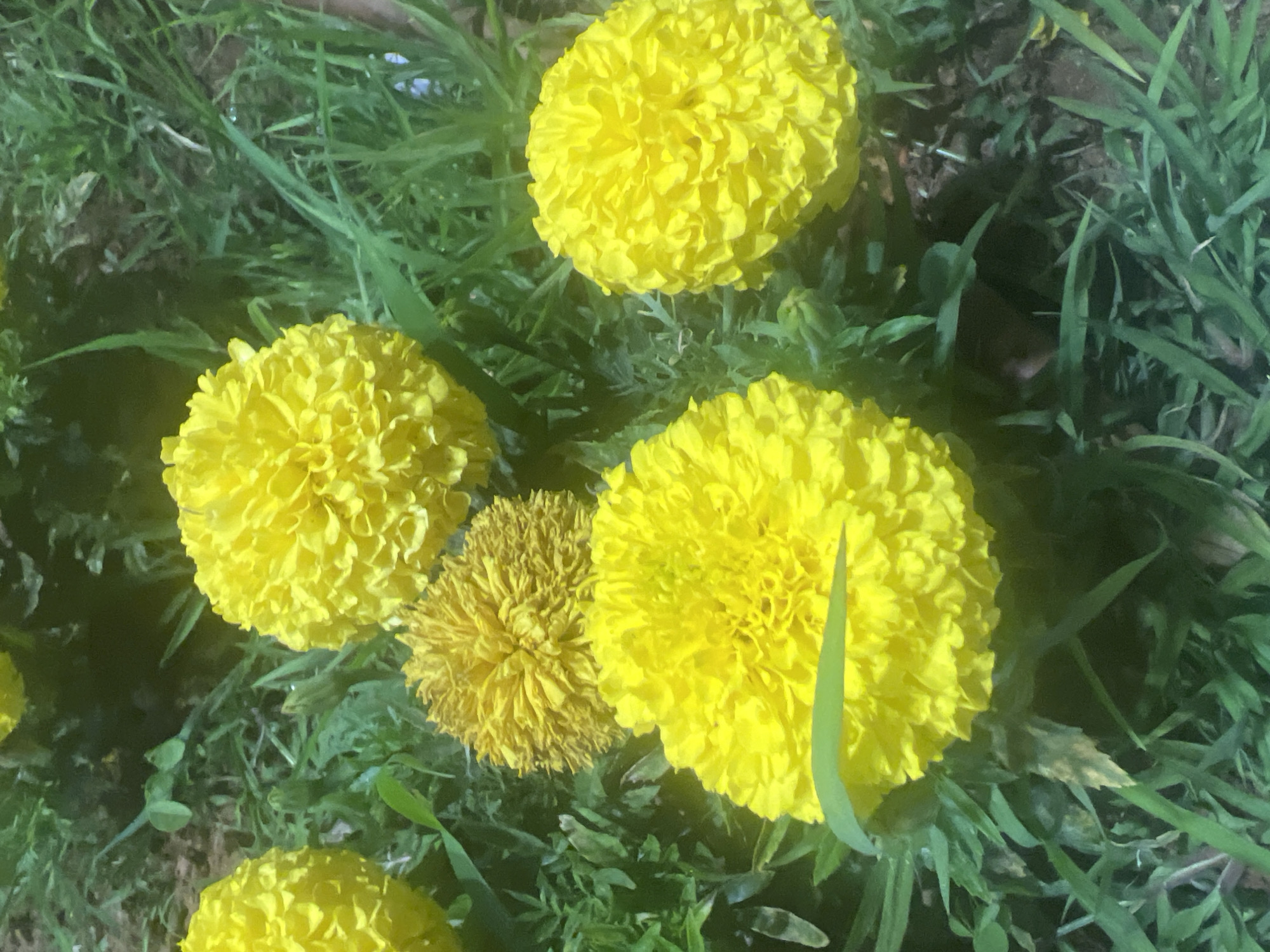 The image displays a cluster of bright yellow marigolds growing in a garden. The flowers are varied in size and fullness, with some appearing as tightly packed pom-poms and others more open. They are surrounded by lush green grass and some foliage. The lighting suggests it might be outdoors, possibly during the day. There is no indication of people or any specific landmarks that would pinpoint a location within the city of Or Akiva, Israel. The scene is natural and serene, focusing solely on the floral arrangement.