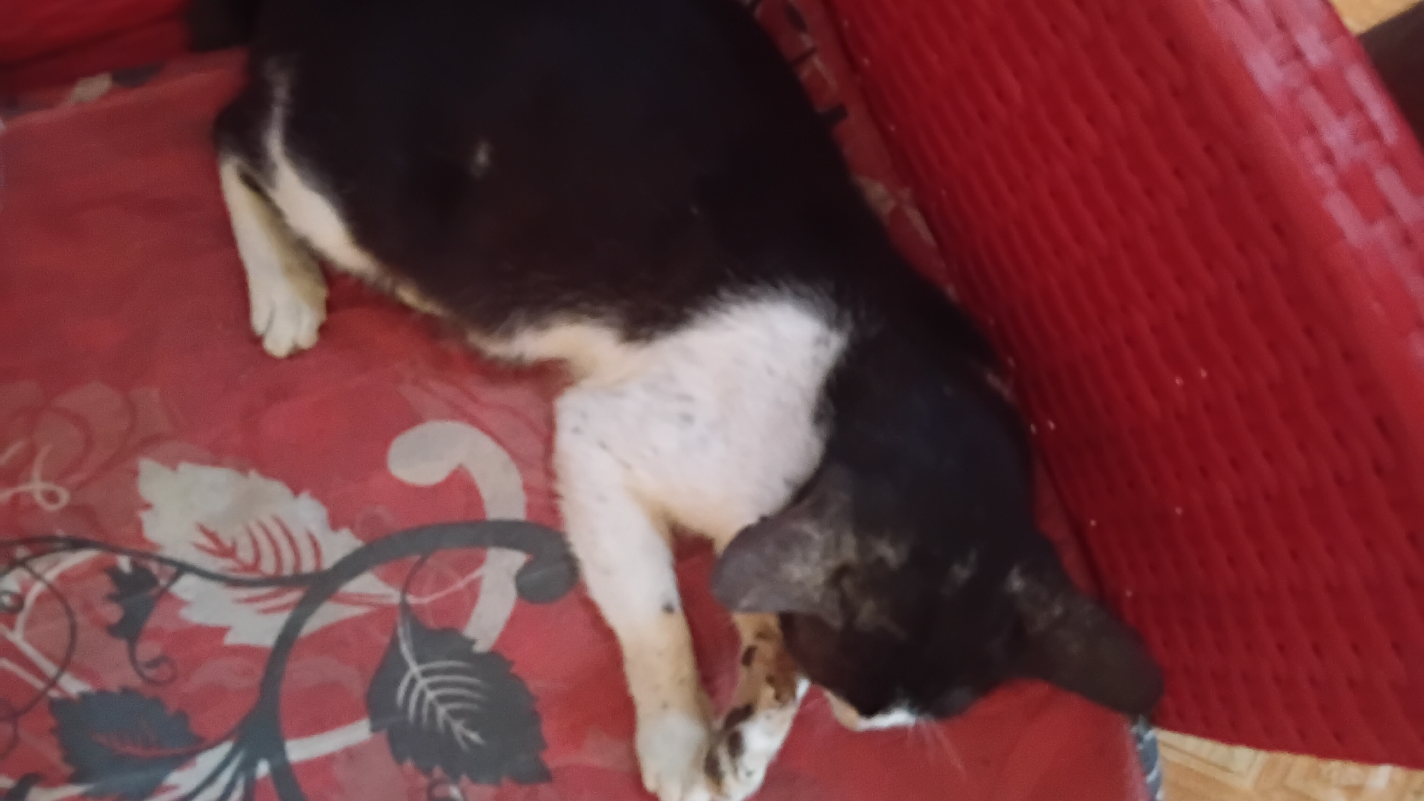 A black and white cat is lying on a red woven surface, with a red patterned fabric beneath it. The cat is stretched out on its side, with its head resting near the edge of the patterned fabric. The cat's body is primarily black, with a white chest and belly. The white fur on its belly is speckled with black spots. Its paws are also white with black spots. The red patterned fabric has stylized white and grey floral or vine designs. The red woven surface appears to be part of a chair or mat. The overall scene is informal and domestic. This image was likely taken in Prabumulih, Indonesia.