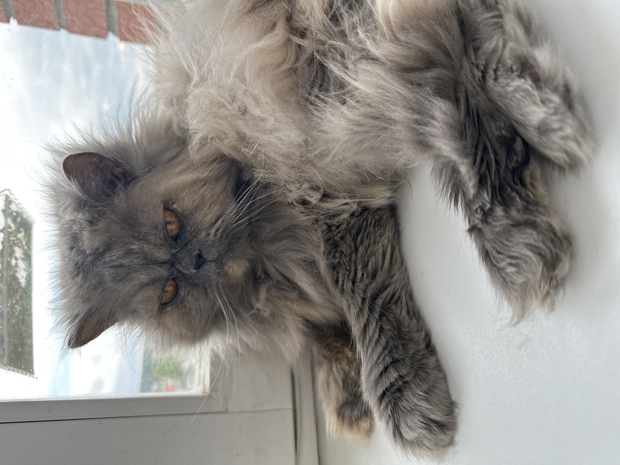 A gray, fluffy cat with amber eyes lies on a white surface, likely a windowsill, facing left. Part of a window frame is visible on the left, with a blurry view of the sky, foliage and buildings outside. Bricks are partially seen in the top left corner. The scene is located in Chaikovsky, Russia.