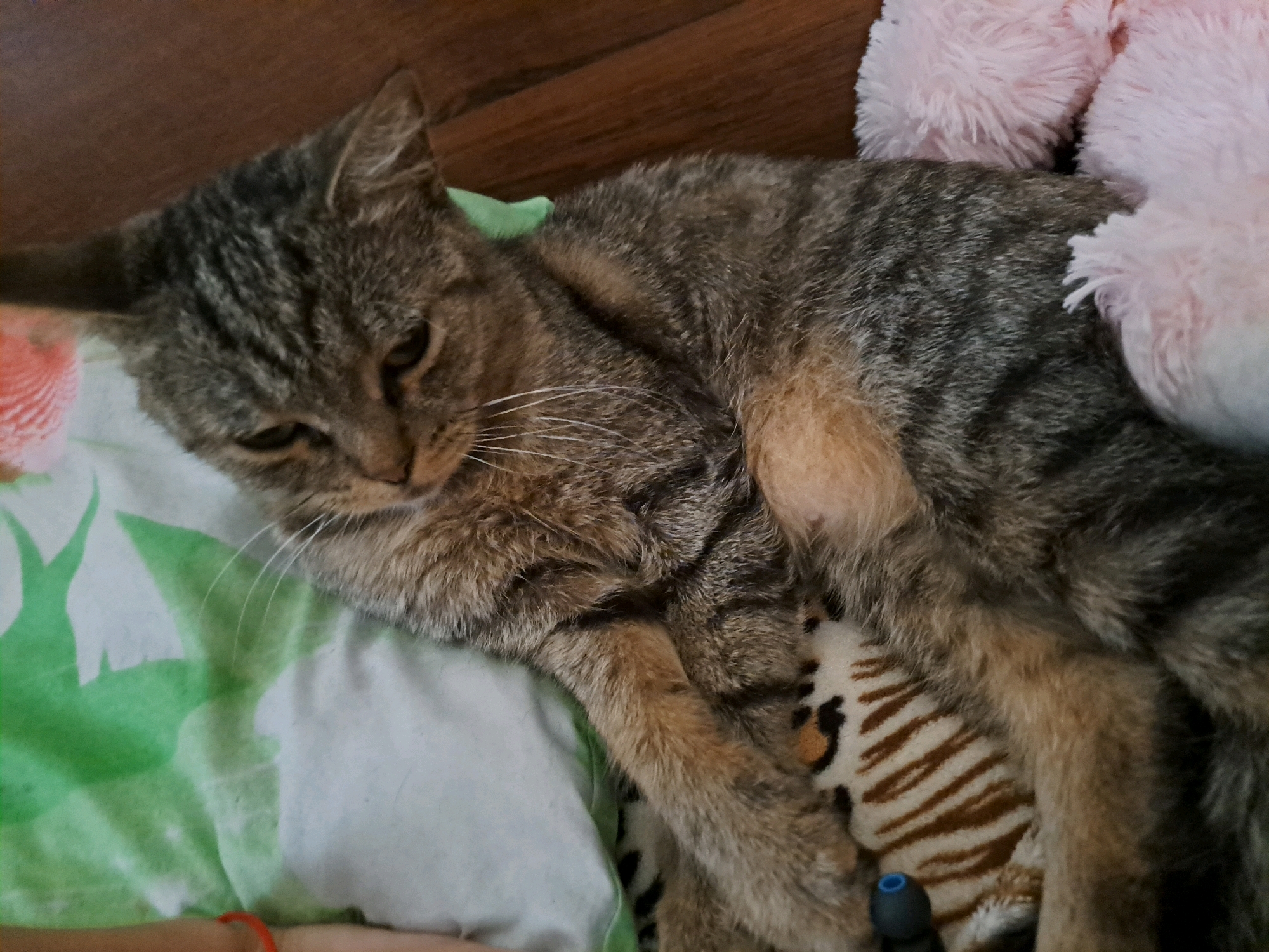 A tabby cat is lying on a patterned blanket with a pink fluffy toy. The cat is resting its head on its paws and its eyes are closed. A small blue earbud is visible near the cat's back. The background appears to be a wooden surface. The image is taken indoors.