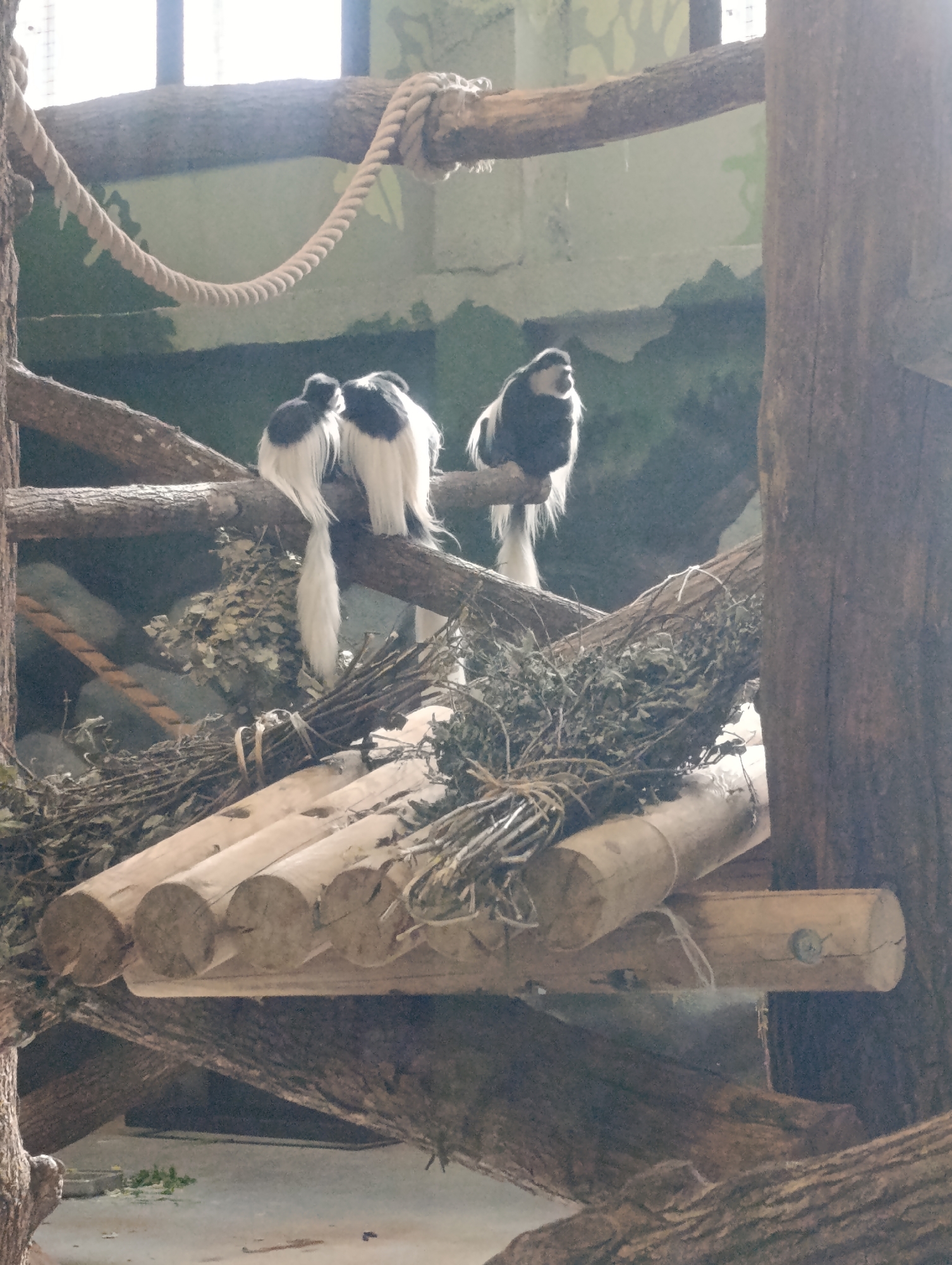 Three black-and-white colobus monkeys are perched on branches within an enclosure. The enclosure features logs, branches, a rope, and a wooden platform covered with dried leaves and twigs. The background includes a painted mural suggesting an outdoor environment. The scene is indoors. The location is the Perm Zoo in Perm, Russia.