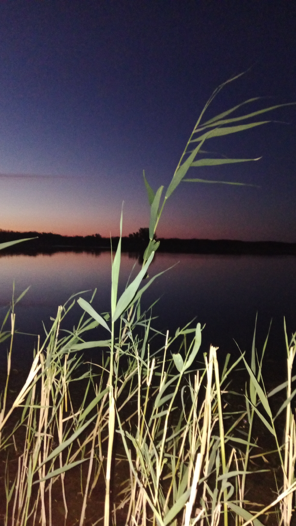 This media file depicts a serene twilight scene at a body of water, likely a lake or river, in Tegistik, Kazakhstan. The foreground is dominated by tall, reedy grasses, some of which are bathed in the dim light, while others are silhouetted against the darker water. These reeds are the primary visual element in the immediate foreground, creating a natural framing for the broader landscape.
Beyond the reeds, a calm body of water stretches out, reflecting the colors of the sky and the distant shoreline. The water appears dark and still, suggesting a peaceful atmosphere. The horizon is marked by a dark, silhouetted treeline or landmass, with a faint outline of trees visible against the sky.
The sky itself transitions from a deep, dusky blue at the top of the frame to softer hues of purple and orange near the horizon, indicating the time of day is either dusk or dawn. The light is low, creating a tranquil and somewhat mysterious ambiance. There are no people or discernible objects other than the natural elements of reeds, water, and the distant landscape. The weather appears calm, with no indication of wind or precipitation. The overall impression is one of quiet solitude and natural beauty at the close of day. No visible text is present in the media file.
