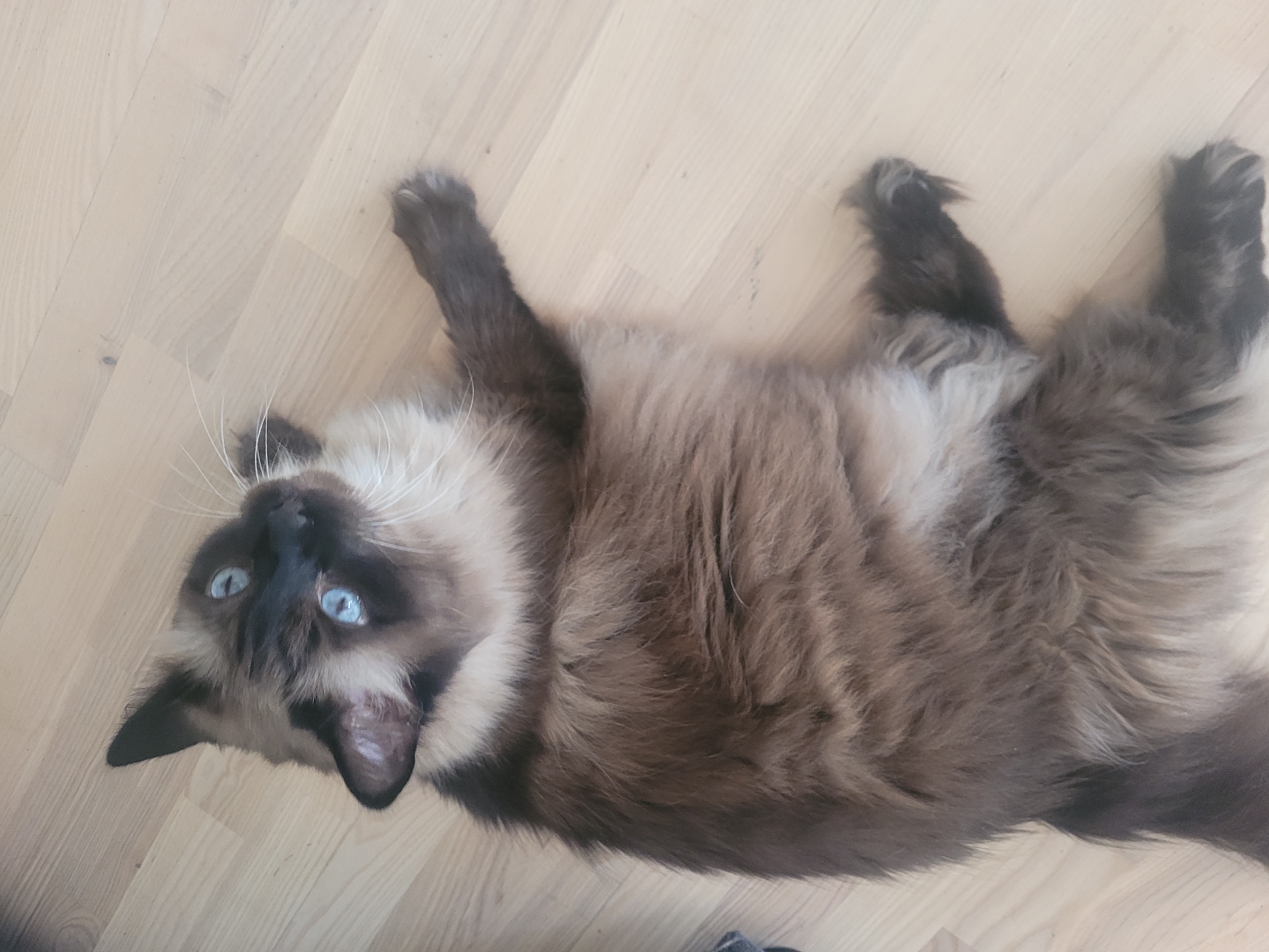 A fluffy, long-haired cat with blue eyes is lying on its back on a light-colored wooden floor. The cat has dark brown fur on its face, ears, and legs, with lighter brown and cream fur on its body. Its eyes are wide open and looking upwards. The cat's front paws are extended, and its hind legs are tucked in. The floor appears to be made of light-colored wood planks. The image is taken from a high angle, looking down at the cat. The scene is indoors and appears to be a domestic setting. The location is the city of Jūrmala, Latvia.
