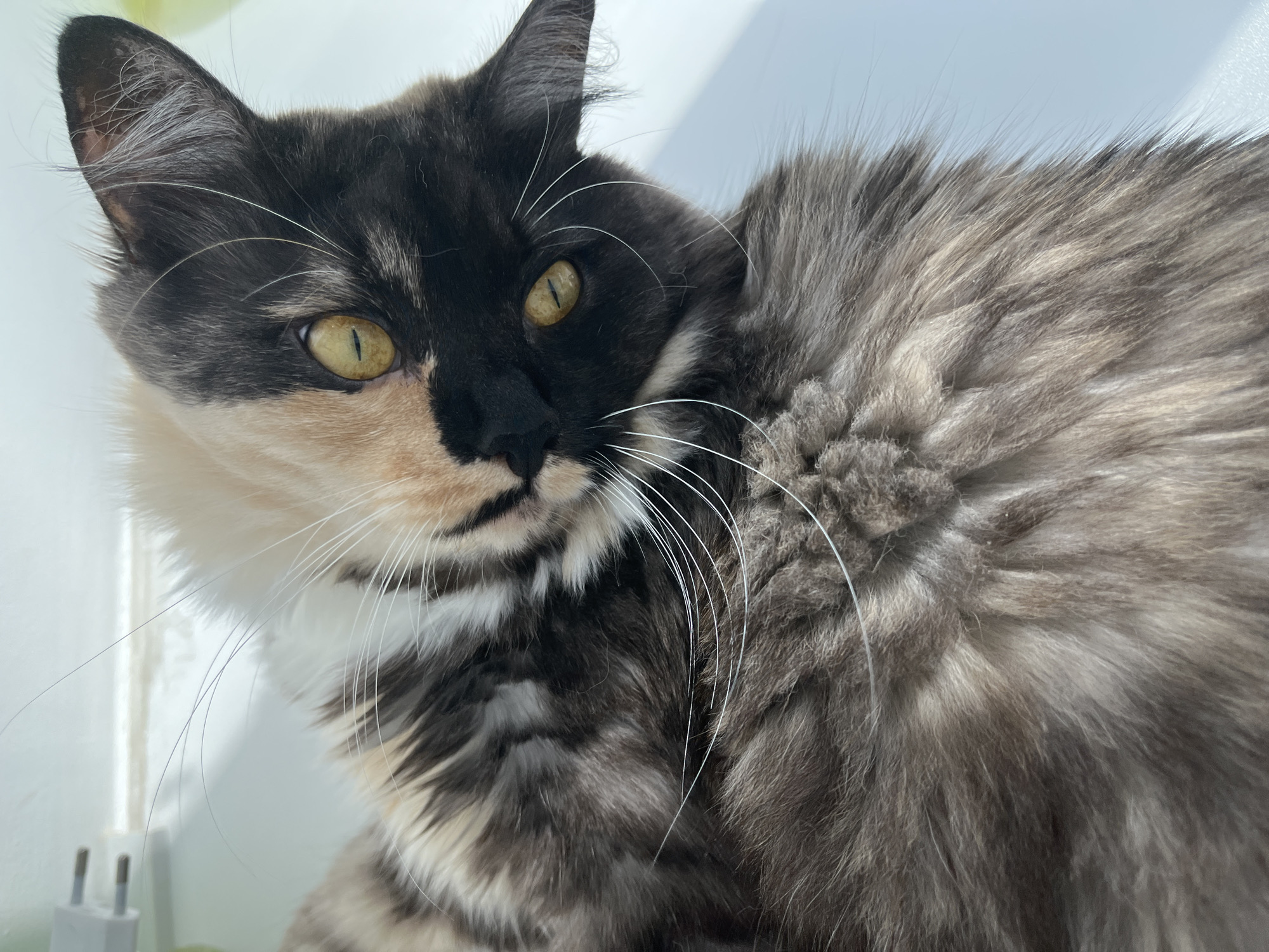 A close-up, overhead shot captures a calico cat lying down indoors, its body tilted. The cat has striking facial markings with a distinct half-and-half coloration: one side of its face is a creamy beige, while the other is black. Its eyes are a vivid yellow-green. The cat's fur is long and fluffy, displaying a mix of gray, black, and cream tones, creating a marbled effect. Long, white whiskers fan out from its muzzle. The background is a plain, light-colored surface, possibly a windowsill or a table, with a white electrical outlet visible in the upper left corner. No specific location in Ivanovo, Russia is identifiable from the image.