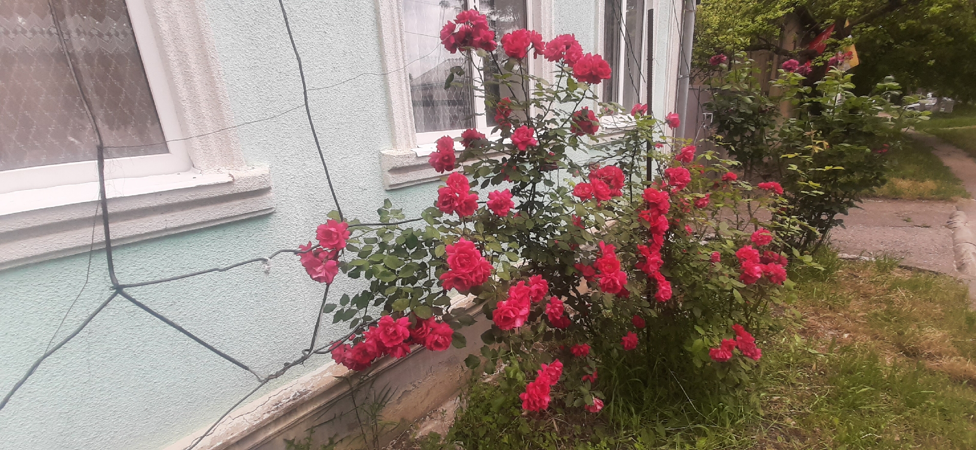 A lush bush of vibrant red roses is in full bloom next to a light blue building with white trim and windows. The roses are the focal point, with numerous flowers in various stages of opening, set against the textured wall and greenery. A dark wire, likely for a plant or antenna, drapes across the wall and branches. The scene is outdoors, with a glimpse of a sidewalk and grassy area to the right, suggesting a residential or public space in Yessentukskaya, Russia. The overall impression is one of natural beauty against a man-made structure.