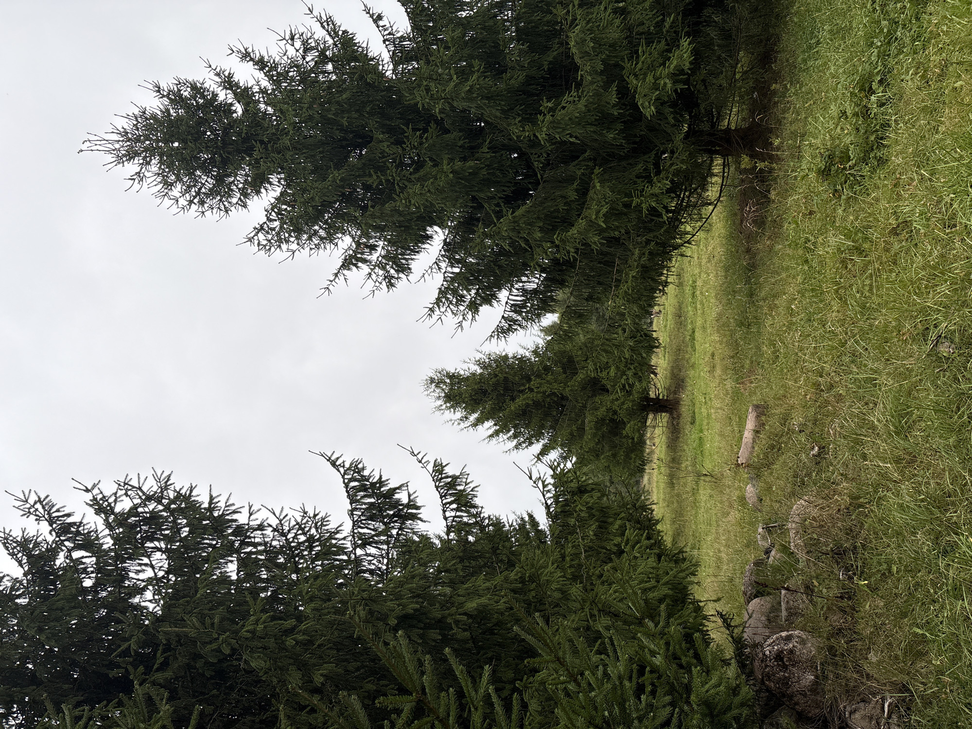 The image depicts an outdoor scene with several evergreen trees in a grassy area. The sky is overcast and a pale gray. In the foreground on the left, large boulders are scattered amongst tall green grass. The middle ground features several smaller evergreen trees and more grass. The background shows a line of evergreen trees. The location is a forest clearing or meadow.