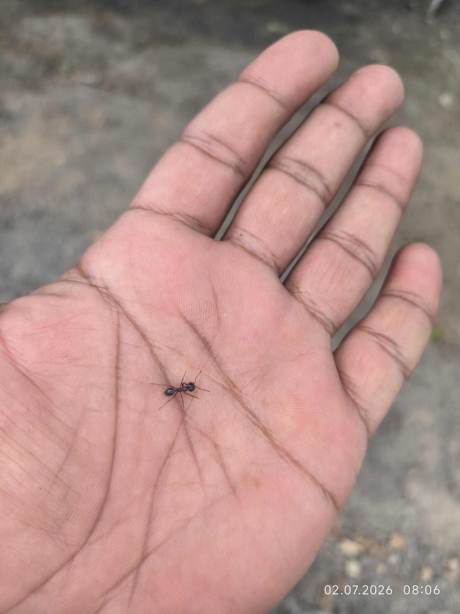 A close-up, overhead shot shows a person's open palm, which is light-skinned with visible lines and creases. A single black ant is positioned in the center of the palm, facing towards the fingers. The background is blurred and appears to be a rough, greyish surface, possibly concrete or asphalt, with some indistinct specks of green vegetation. The date and time "02.07.2026 08:06" are superimposed in the bottom right corner of the image. The scene does not provide any specific visual cues to pinpoint the location within Kattasu, Uzbekistan, beyond the general context of an outdoor environment.