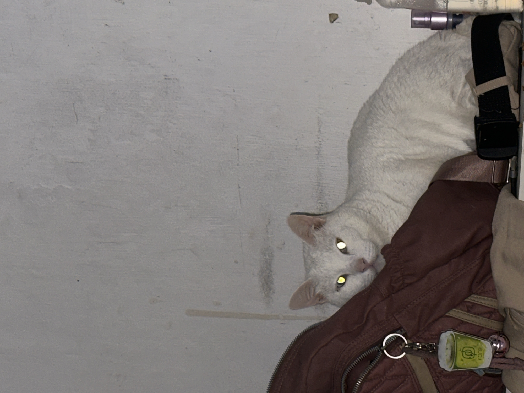 A white cat lies atop a dark brown bag. The bag sits on a white surface, with other items nearby. The image was taken in North Jakarta, Indonesia.