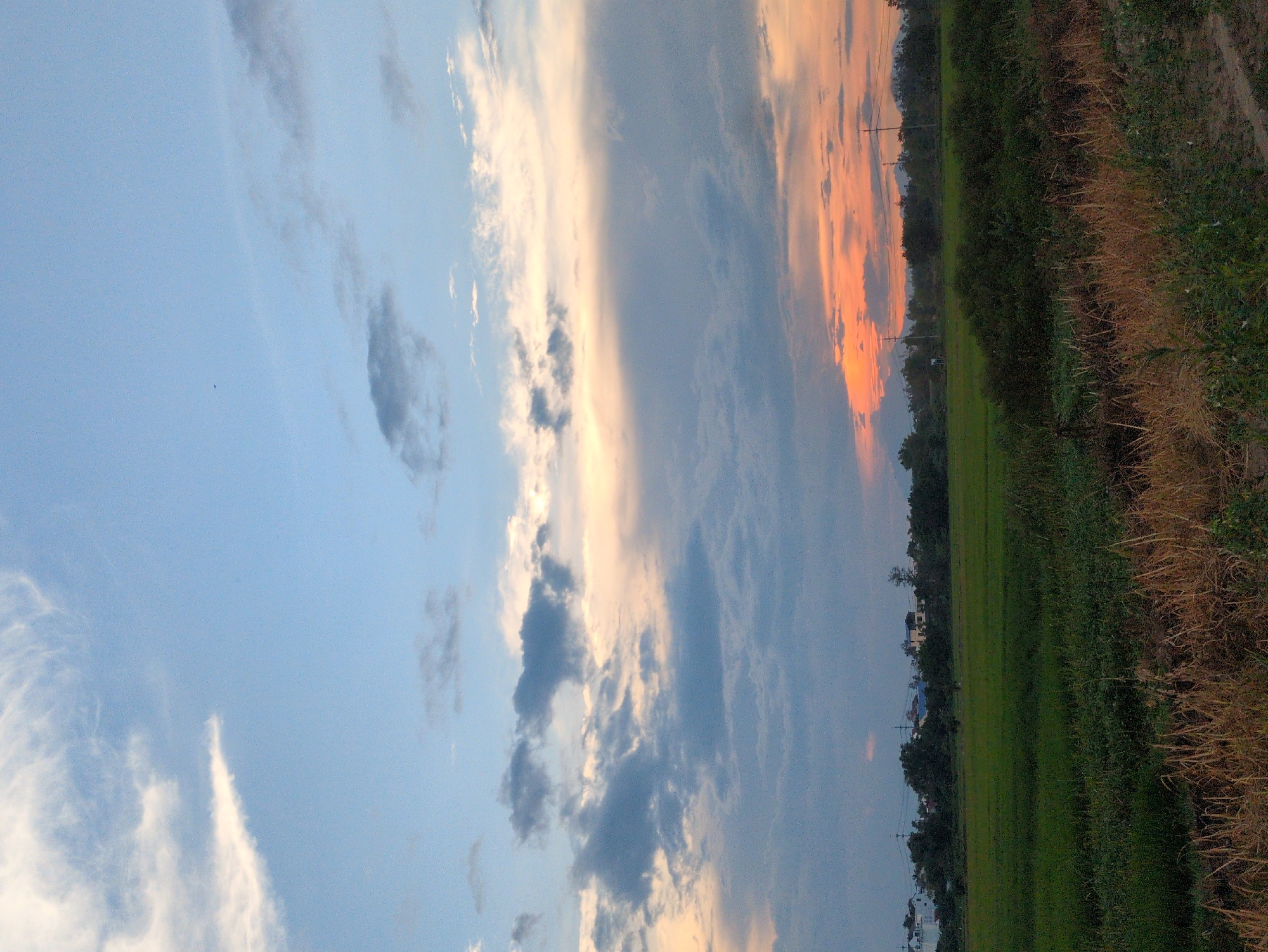 This vertical, full-frame photograph captures a rural landscape in Hoi An, Vietnam, during sunset. The sky dominates the upper two-thirds of the image, transitioning from a pale blue at the top to a band of soft orange and pink hues near the horizon. Wispy white clouds are scattered across the upper sky, while heavier, darker grey clouds gather lower down. A tiny dark silhouette, possibly a bird, is visible in the upper left quadrant of the sky.
Below the sky lies the landscape, divided into distinct horizontal bands. The middle section features a vibrant green, flat agricultural field, likely rice paddies, extending horizontally across the frame. A line of dark green trees and some low-rise buildings with white and pale facades are situated at the far edge of the field, marking the transition to the distant horizon. Interspersed among the trees are several utility poles with visible wires.
The foreground is a mix of dense, dark green vegetation and dry, golden-brown grasses and stalks. The dry grasses in the lower right corner are particularly prominent, their texture adding a rough element to the scene. The overall lighting suggests late afternoon or early evening, with the setting sun casting a warm glow on the clouds and illuminating the field. There are no people or animals visible in the frame. The scene is peaceful and serene, showcasing the natural beauty of the rural outskirts of Hoi An.