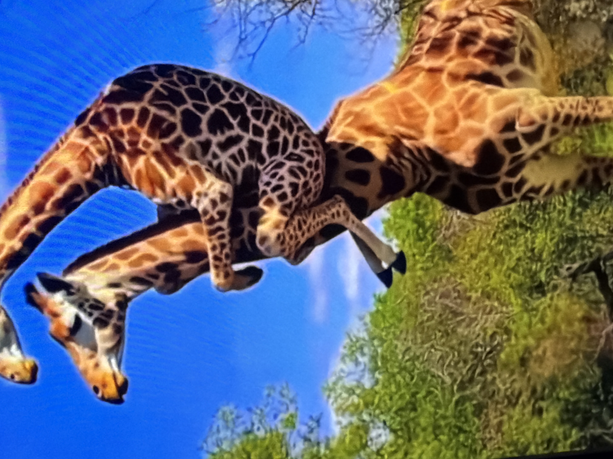 Two giraffes are interacting in an outdoor environment with a blue sky and green trees. One giraffe appears to be standing on top of the other, with its legs draped over the lower giraffe's back and neck. The giraffes are a light brown color with darker brown spots. The lower giraffe's head is visible from the neck up, and the upper giraffe's head is also visible. The scene is brightly lit, suggesting daytime.