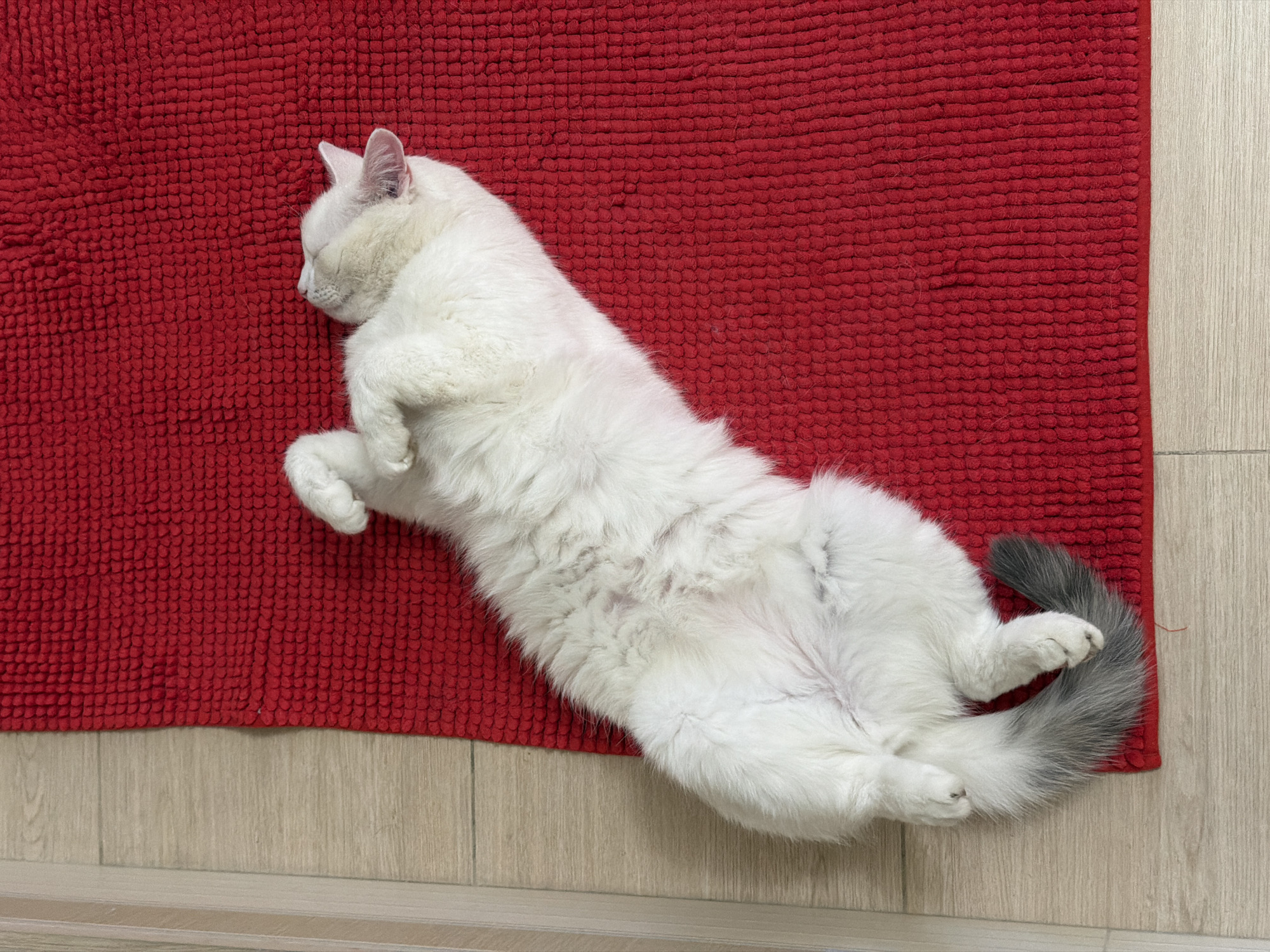 A white cat with a gray tail is lying on its back on a red shag rug, which is placed on a light-colored wooden floor. The cat is positioned diagonally in the frame, with its head at the top left and its tail at the bottom right. The cat appears to be resting or sleeping. The location is Zimyonki (Zimenki, Zimenka), Russia.