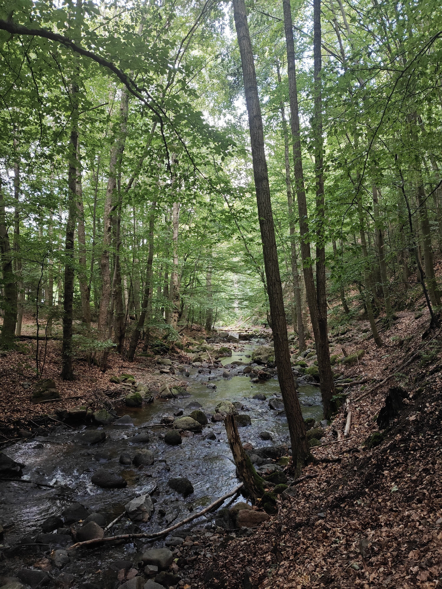 The image shows a wooded area with a stream running through it. The stream bed is rocky, with many large stones. The trees are tall and have green leaves, indicating it is likely summer or early autumn. The ground is covered with fallen leaves and branches. The scene appears to be a natural environment, possibly a park or forest. Given the location in Ilsenburg, Germany, it is likely a part of the Harz National Park, which is known for its dense forests and numerous streams. There are no people or animals visible in the image. The lighting suggests it is daytime, with sunlight filtering through the canopy of leaves.