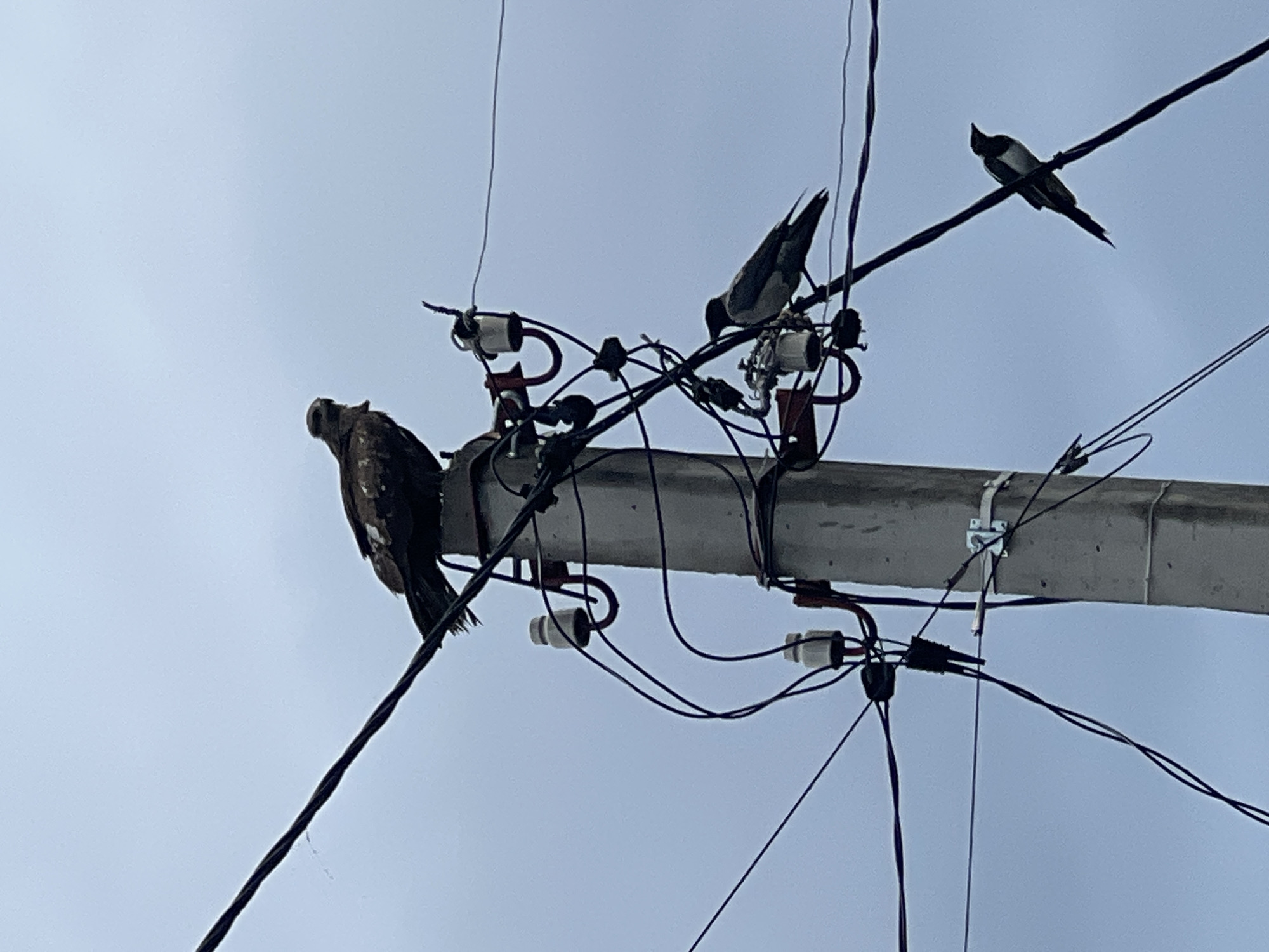 A medium shot captures a concrete utility pole against a dull, overcast sky. The pole is heavily adorned with electrical wires and insulators. Atop the pole, a large, dark-feathered bird, possibly a bird of prey, perches. Below and to the right of the larger bird, a smaller, gray and black bird, likely a crow or rook, is perched on a wire. Further down on another wire to the right, a black and white bird, possibly a magpie, is perched. The scene appears to be in an outdoor, possibly rural or semi-urban environment, given the utility pole and overhead wires, consistent with the location of Mochishche, Russia. The lighting suggests it is daytime, but the overcast conditions create a subdued atmosphere. There are no people visible in the image.
