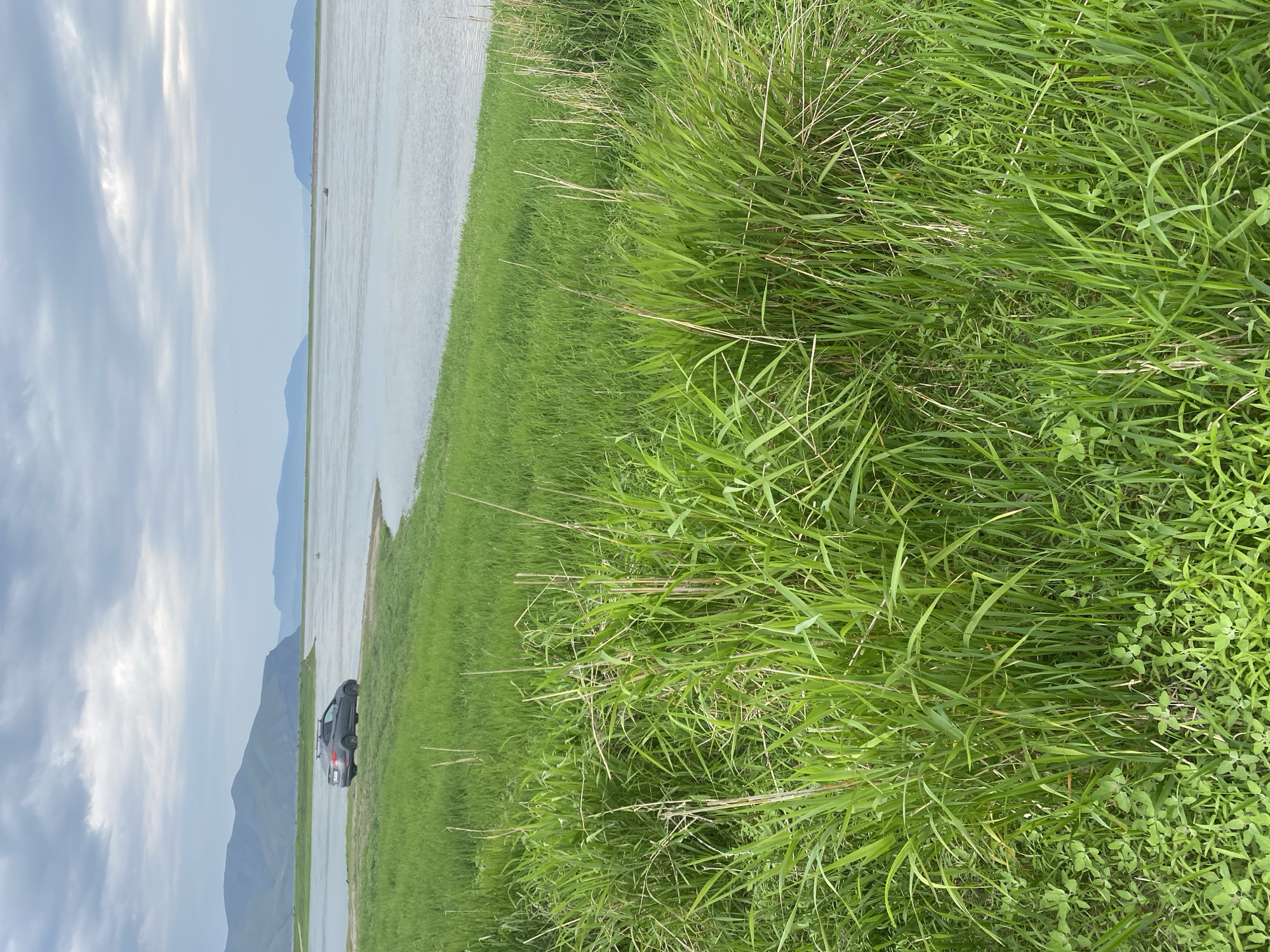 In Chernogorsk, Russia, a gray sedan with a roof rack is parked on a grassy embankment next to a body of water. The car is positioned facing away from the viewer and towards the water. Lush green grass dominates the foreground and extends to the edge of the water. In the background, rolling hills and distant mountains are visible under a cloudy sky. The scene appears to be a natural landscape, possibly a lake or a wide river, with the city of Chernogorsk implied to be in the vicinity.
