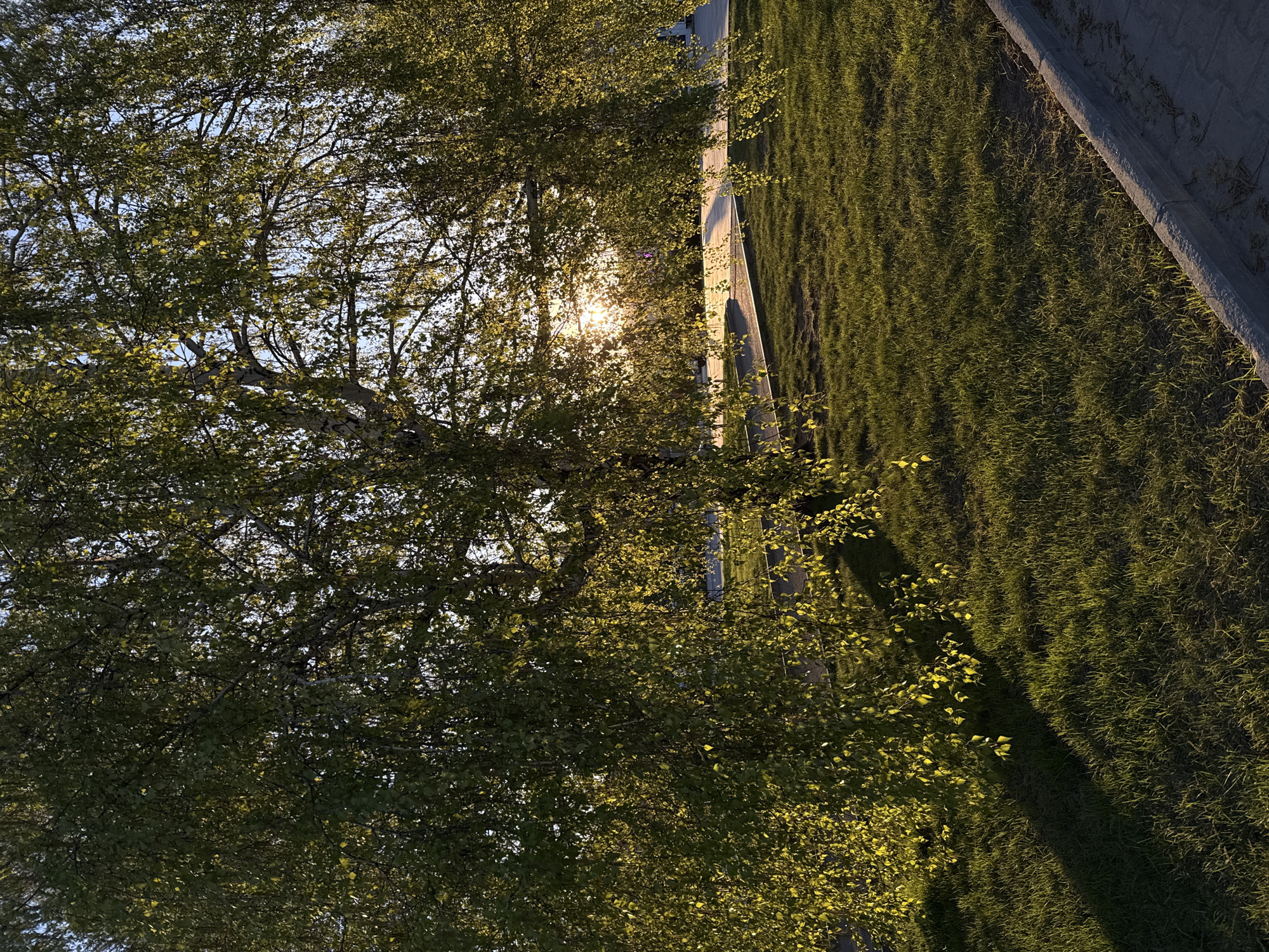 The image depicts a sunny outdoor scene. A tree with many branches and green leaves occupies a significant portion of the left side of the frame, partially obscuring the sun in the background. A paved path runs along the right side of the tree, adjacent to a patch of green grass. A concrete curb borders the grassy area. The location appears to be a park or green space within a city.