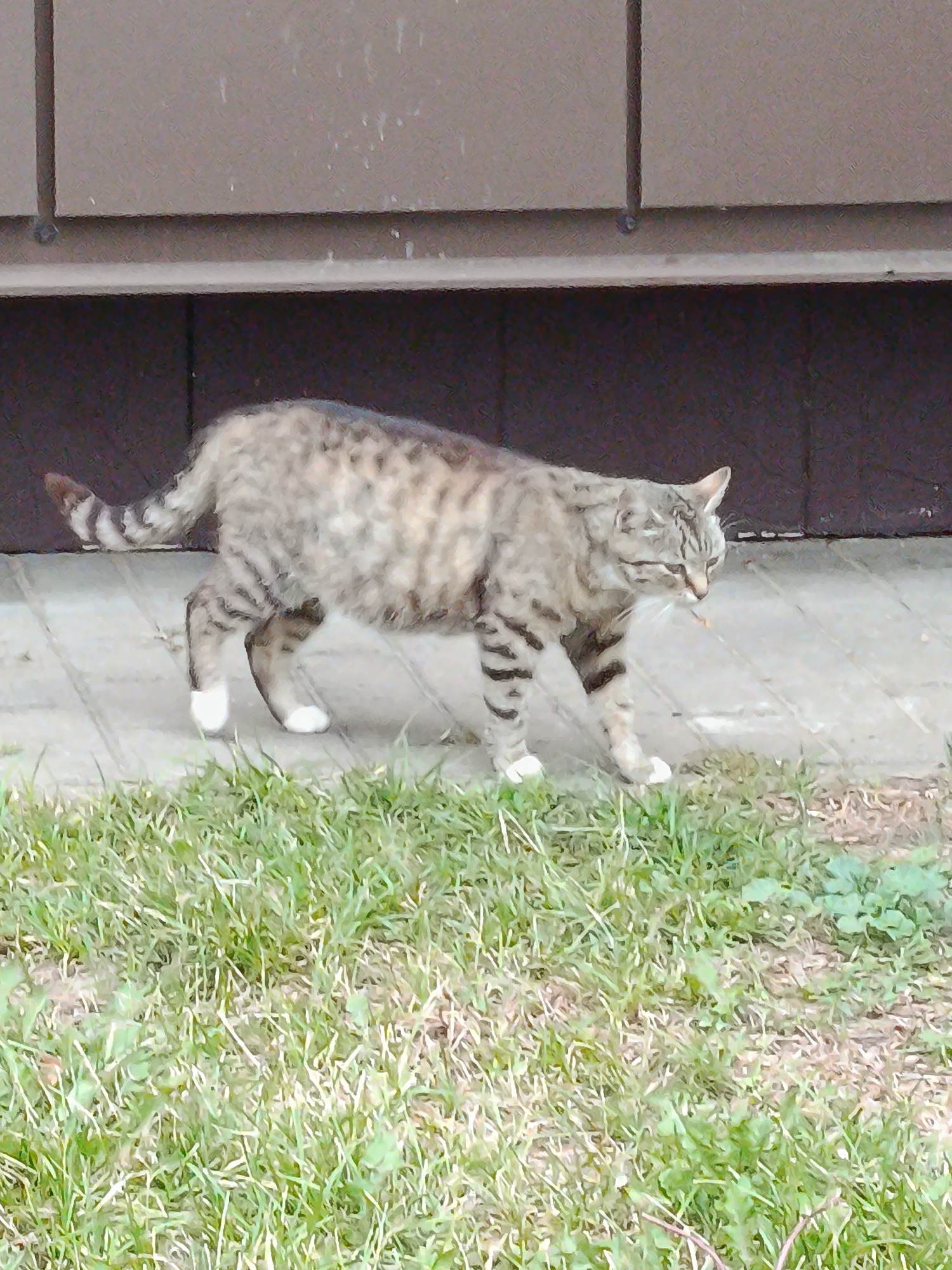 A tabby cat with white paws walks on a paved surface next to a grassy area. The cat is facing right and appears to be looking down. The background consists of a dark structure with horizontal lines, possibly a building wall. The scene is outdoors in what appears to be a residential or public area.