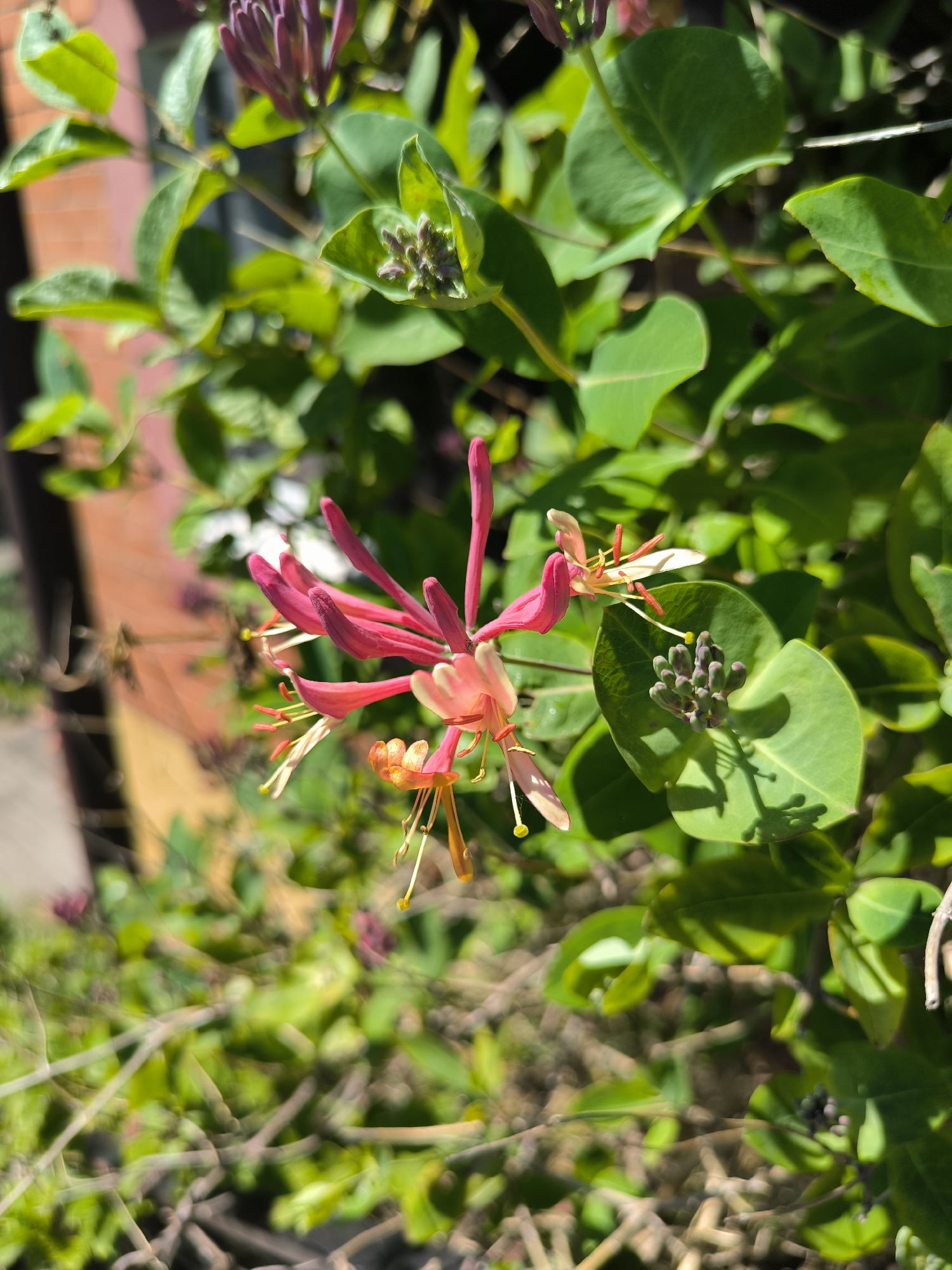 A close-up photograph captures a vibrant flowering honeysuckle plant (genus Lonicera). The central focus is a cluster of tubular flowers, predominantly fuchsia or deep pink, transitioning to a lighter pink and creamy yellow at their flared openings. Each flower exhibits prominent yellow-tipped stamens extending outwards. Among the green foliage, several clusters of tightly closed, purplish-green buds are visible, some nestled within the axils of the leaves. The leaves are ovate, deep green, and appear somewhat glossy, with distinct venation. Strong, direct sunlight illuminates the plant from the upper right, creating sharp shadows on the leaves and buds. The background is rendered out of focus, revealing a blend of diffuse green foliage, darker shadowed areas, and in the upper left quadrant, a reddish-brown, indistinct object, possibly a brick surface. No individuals or animals are present in the image.