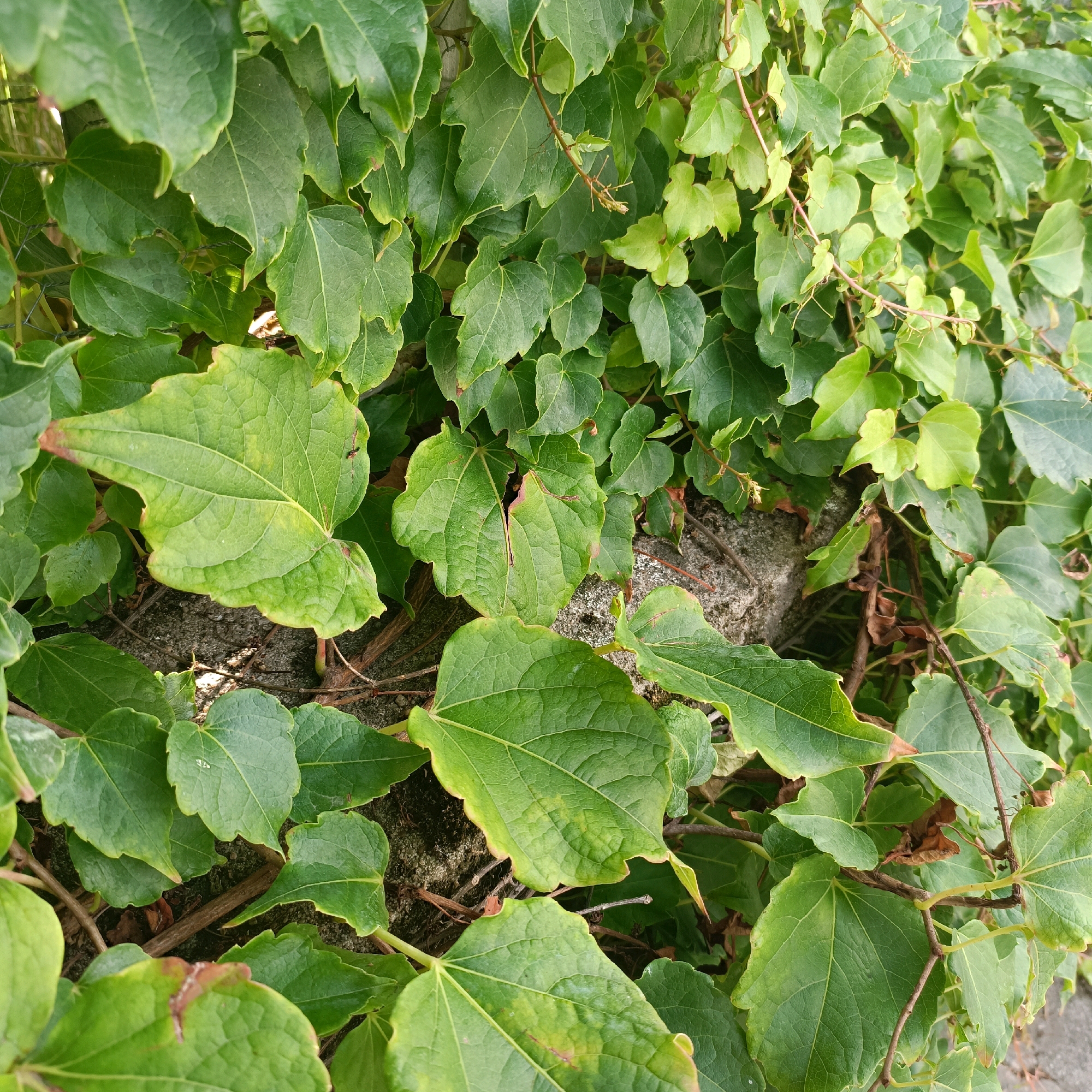 This is a close-up, eye-level, medium shot of a dense wall of green ivy. The leaves are varied in size and shape, with some appearing smooth and glossy, while others have a more textured surface. The ivy is growing over a rough, grey stone wall, portions of which are visible through the foliage. The lighting suggests it is daytime, with sunlight filtering through the leaves, creating highlights and shadows. There are no people or animals visible in the image. The scene is natural and appears to be outdoors in a garden or park setting. The image does not provide specific details that would allow for pinpointing a location within Rüsselsheim am Main, Germany, beyond it being an outdoor green space.