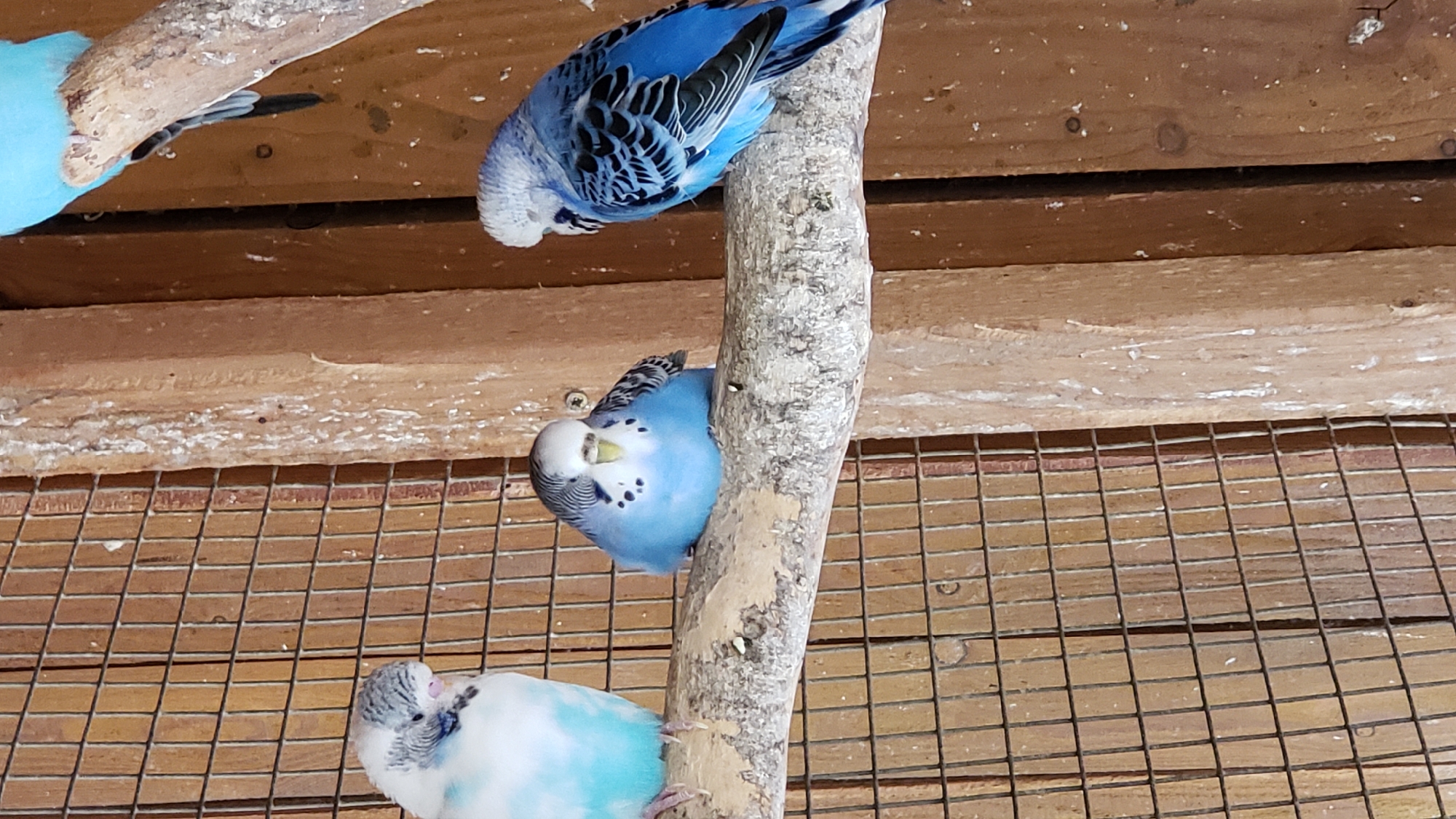 The image shows three budgerigars perched on a branch inside a wooden enclosure with a wire mesh background. Two of the budgerigars are predominantly blue, one with black markings on its wings and head, and the other a lighter blue with white and black markings on its head. The third budgerigar, to the left, is white and light blue with grey markings on its head and black eye bars. The enclosure appears to be a bird habitat, possibly in an aviary or a large cage. There are no people visible in the image. The background consists of wooden planks and a wire grid. The lighting suggests an indoor setting with natural light filtering in. The location in the city of Prešov, Slovakia, is not discernible from the image itself.