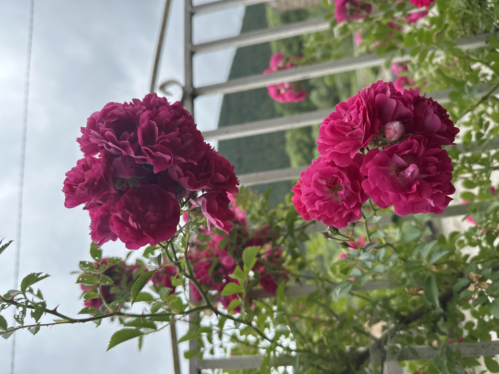 In Bavra, Georgia, a close-up, low-angle shot captures a cluster of vibrant magenta roses climbing a trellis against a backdrop of a cloudy sky and a distant hillside. The roses are lush and full, with many petals creating a ruffled appearance. The thorny stems and green leaves of the rose bush are visible, with some leaves showing signs of minor damage. A white metal railing, part of the trellis, runs horizontally across the mid-ground, partially obscuring the view of the landscape beyond. The hillside in the distance is covered in green foliage, suggesting a rural or mountainous setting. The overall lighting is soft, consistent with an overcast day.
