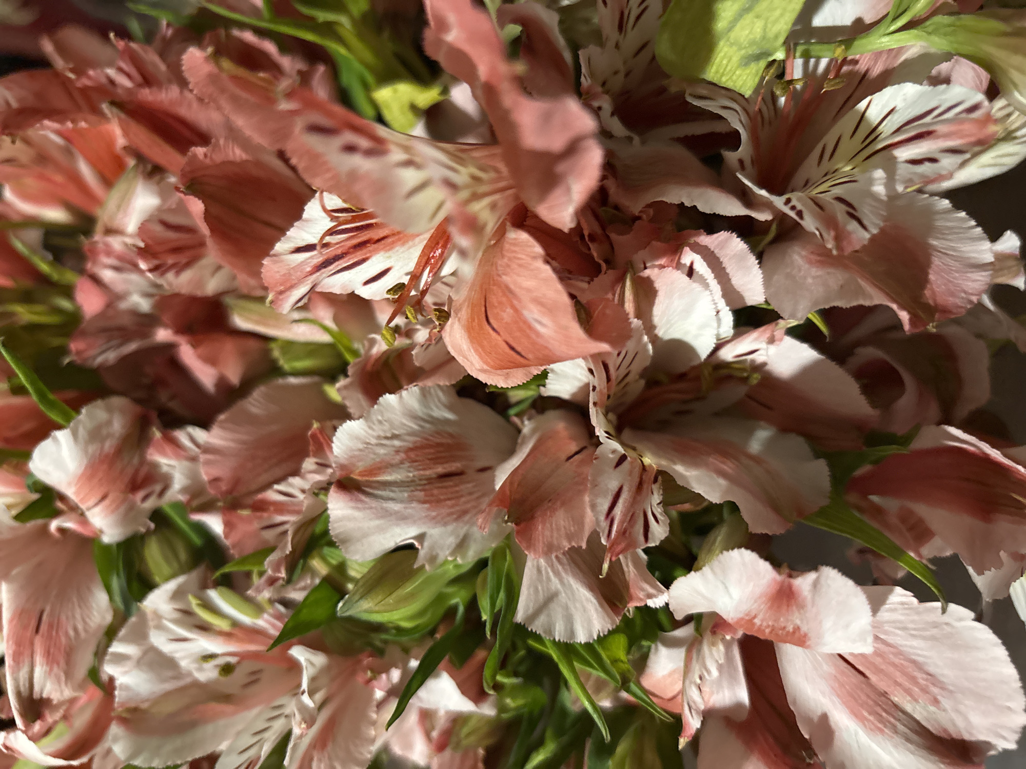 The image is a close-up of a bouquet of pink and white alstroemeria flowers. The petals are a mix of light pink and white, with darker pink streaks. Some green stems and leaves are visible among the flowers. The location is not discernible from the image and it is impossible to determine whether the image was taken in Puebla, Mexico, without additional information.