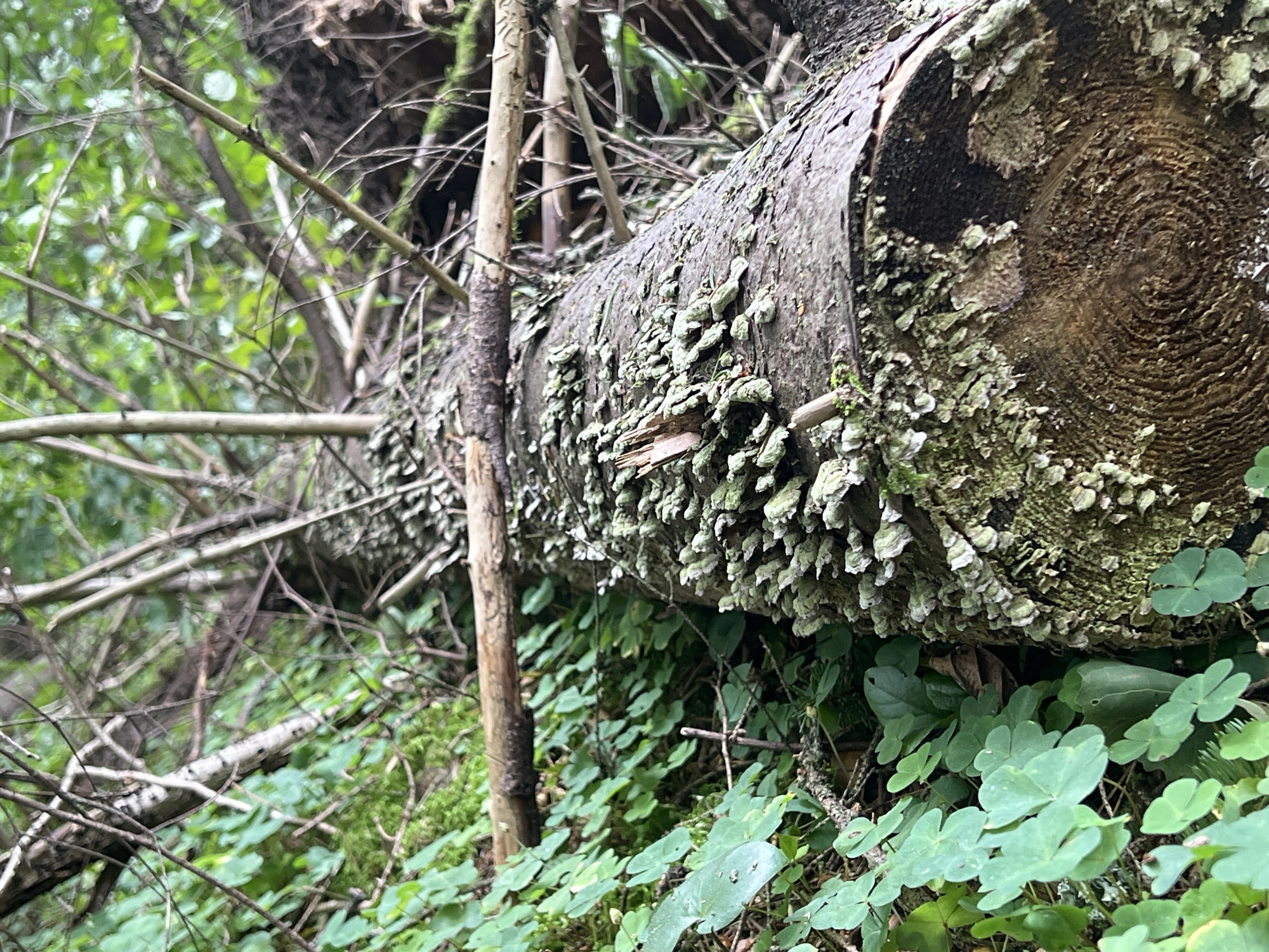 A fallen tree trunk lies horizontally on the forest floor, covered in patches of green lichen and small, shelf-like fungi. The tree bark is rough, and the exposed end of the trunk reveals concentric growth rings. The surrounding environment is lush with green clover-like plants and dense foliage. The image appears to be taken in a natural, wooded area, possibly within the city of Vilnius, Lithuania, suggesting it's part of a park or forest reserve. No people or animals are visible in the frame, and there is no indication of any specific event or action taking place.