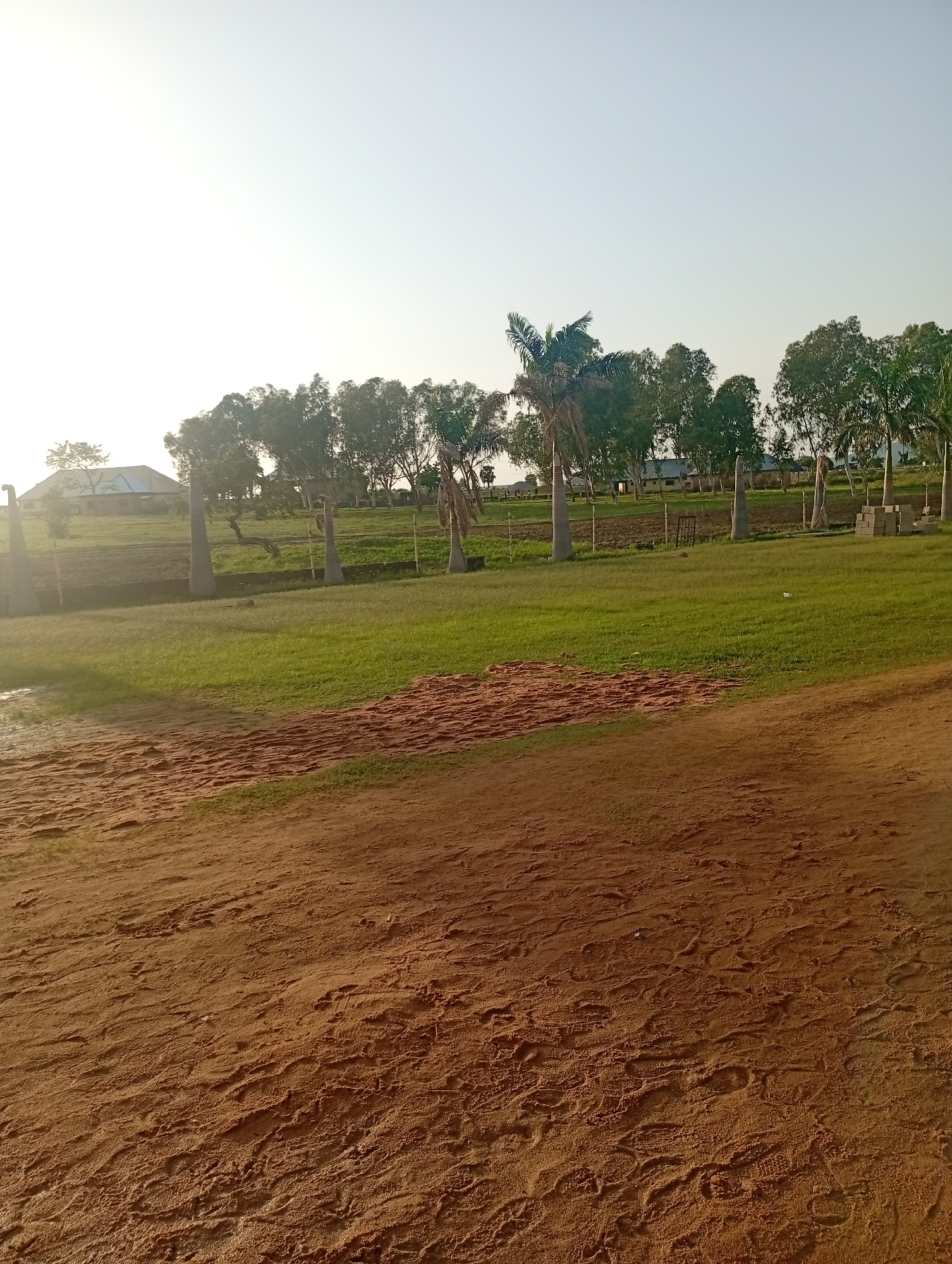 This media file depicts an outdoor scene in Jalingo, Nigeria, likely in the late afternoon or early morning due to the low angle of the sun and the bright, hazy sky. The foreground is dominated by a sandy, reddish-brown area with visible footprints, suggesting it's a path or open ground. Beyond this, a lush green lawn stretches into the midground, interrupted by a patch of exposed red soil and bricks.
In the background, a cluster of palm trees and other deciduous trees creates a natural backdrop. A building, possibly a home or a community structure with a light-colored roof, is visible on a slightly elevated area to the left. Further back, more trees and what appear to be fences suggest the presence of further development or agricultural land.
The overall impression is one of a rural or semi-rural setting in a warm climate. The clear, bright sky indicates fair weather. There are no people or specific activities prominently depicted, giving the image a serene and quiet atmosphere. The focus is on the natural landscape and the rustic elements of the environment. No visible text is present in the image.