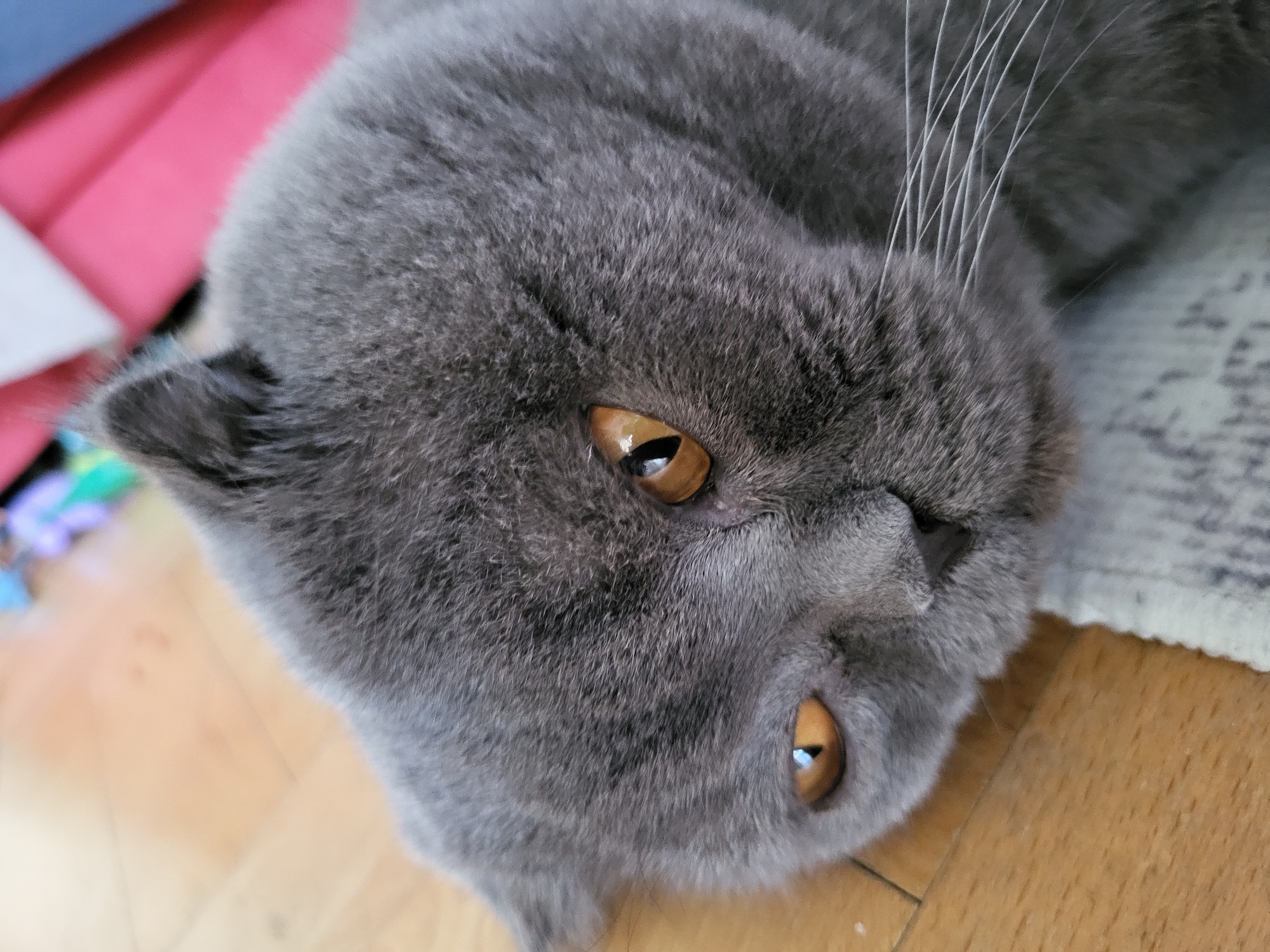 A close-up, overhead shot shows the face of a grey British Shorthair cat lying on a wooden floor. The cat's fur is thick and soft. Its large, round eyes are amber colored with black pupils. The cat's whiskers are long and white. In the background, a pink fabric is visible.