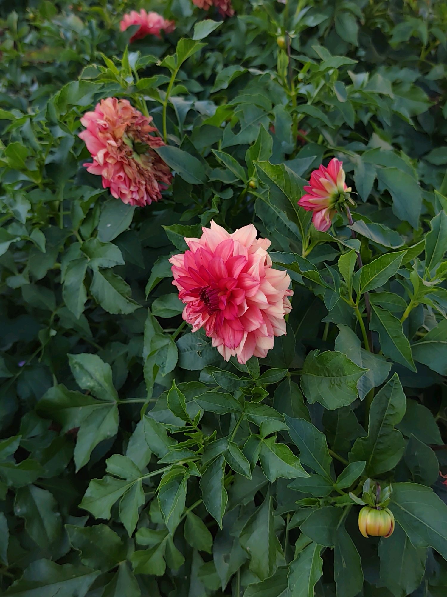 The image shows a close-up view of several dahlia flowers and buds amidst lush green foliage. One prominent dahlia in the center is a vibrant mix of pink and fuchsia, with many layered petals. To its left, another dahlia, mostly pink with some faded or wilting petals, is visible. In the upper right corner, a smaller pink dahlia bud is seen. Near the bottom right, a single yellow-green dahlia bud is also present. The surrounding leaves are a deep green, characteristic of a garden or park setting. There is no information in the image to suggest a specific location in Irkutsk, Russia, or any human presence. The scene is focused on the botanical elements of the dahlias and their environment.