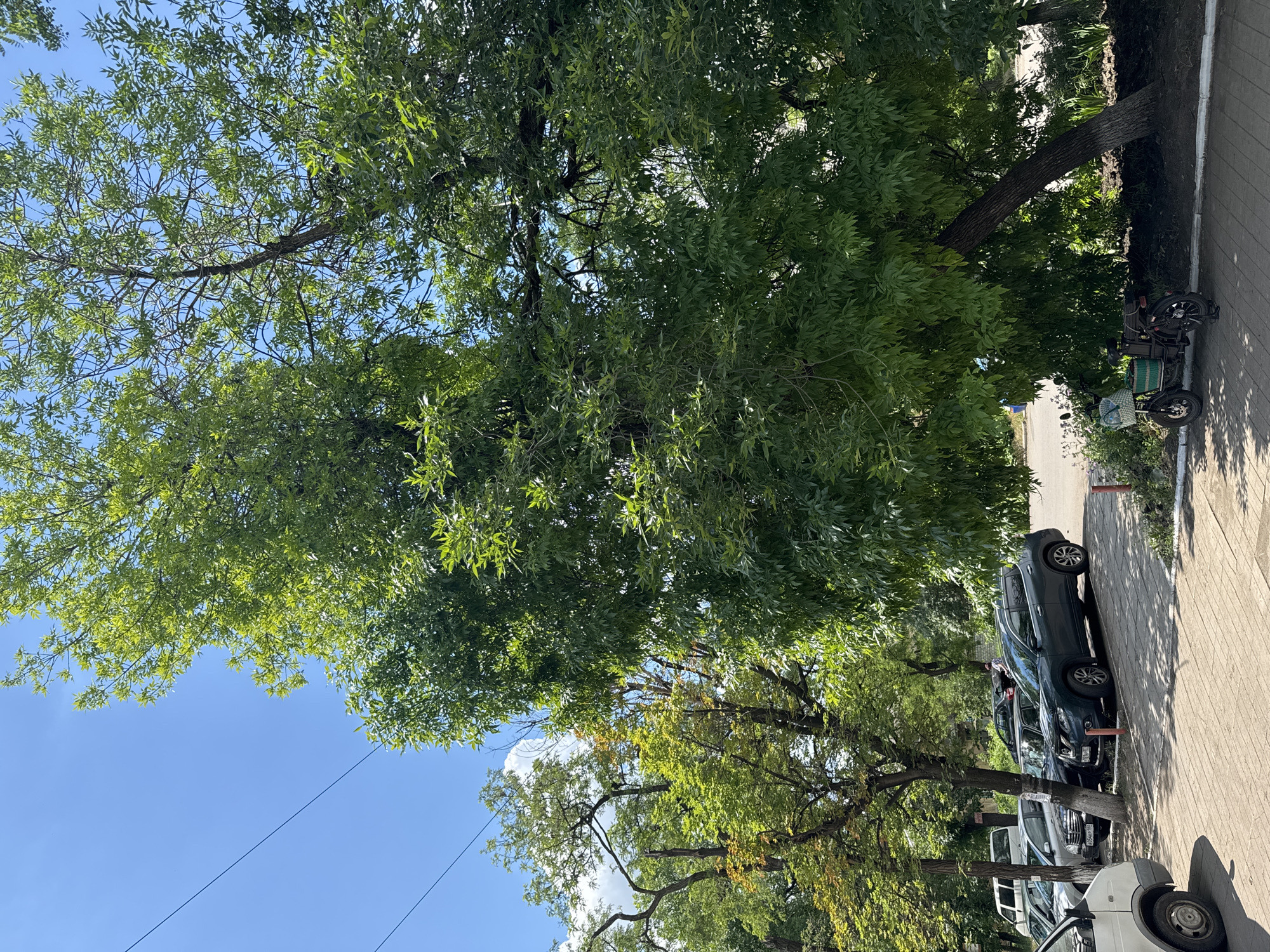 A bright, sunny day with a clear blue sky and scattered clouds is depicted in this outdoor scene. The foreground shows a paved area with several parked cars, including a white van, a silver sedan, a black sedan, and a dark green SUV. A small, black electric scooter with a basket is parked to the right of the SUV, under the shade of a large tree. The background features more trees and some buildings, suggesting an urban or suburban environment. The trees are lush and green, with some showing signs of yellowing leaves, indicating a possible transition into autumn. A power line is visible in the upper portion of the image, stretching across the sky. The overall impression is a typical street scene on a warm day.