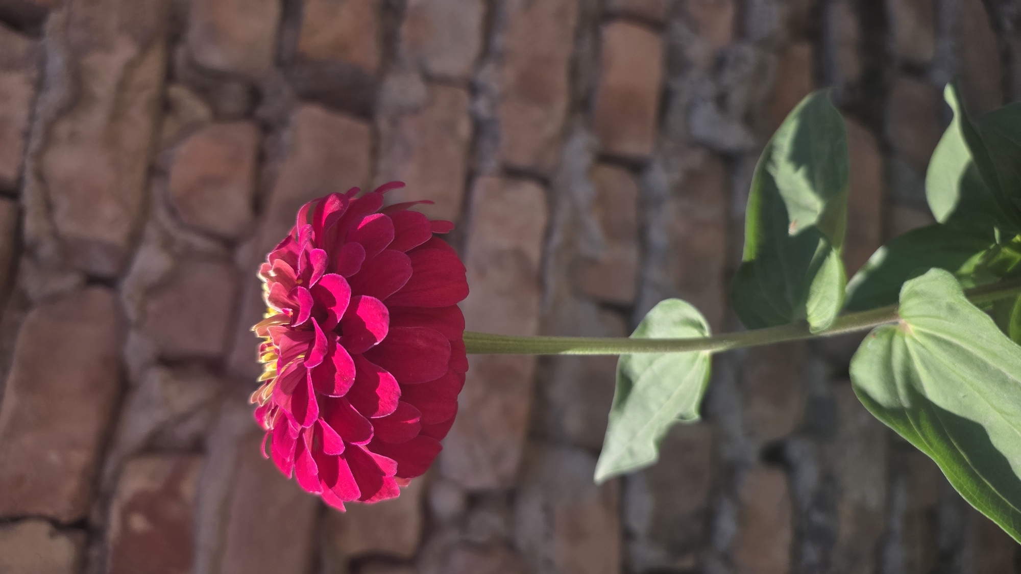A close-up, vertical shot features a vibrant, deep pink zinnia flower with yellow accents in its center, set against a blurred background of a weathered brick wall. The flower's head is fully bloomed, with numerous layered petals creating a ruffled appearance. A slender green stem supports the bloom, accompanied by several large, spade-shaped green leaves. The lighting suggests an outdoor setting, possibly illuminated by direct sunlight. The location is identified as Tokmok City, Kyrgyzstan.