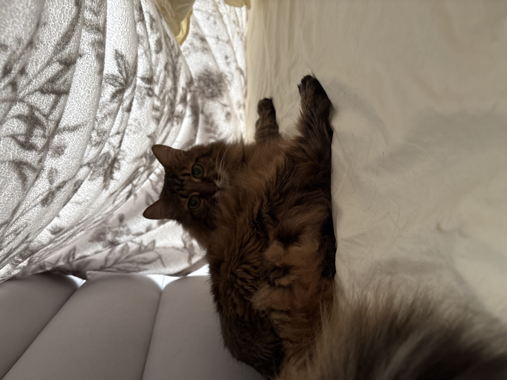 A long-haired brown cat is lying on a light-colored surface, possibly a bed, under a draped white fabric with a floral pattern. The cat is positioned to the left of the frame, facing forward with its head turned slightly to the right. Its eyes are open, and its ears are perked. The cat's fur is fluffy and multi-toned, with shades of brown and hints of orange. Its tail is visible to the left, also long and fluffy. The fabric overhead creates a shaded, den-like atmosphere. The background consists of a wall with a soft, padded texture, appearing to be part of a couch or headboard, and the draped fabric. The lighting is dim, with light filtering through the fabric, creating shadows and highlights. There is no indication of the city of Kyiv, Ukraine, or any urban environment.