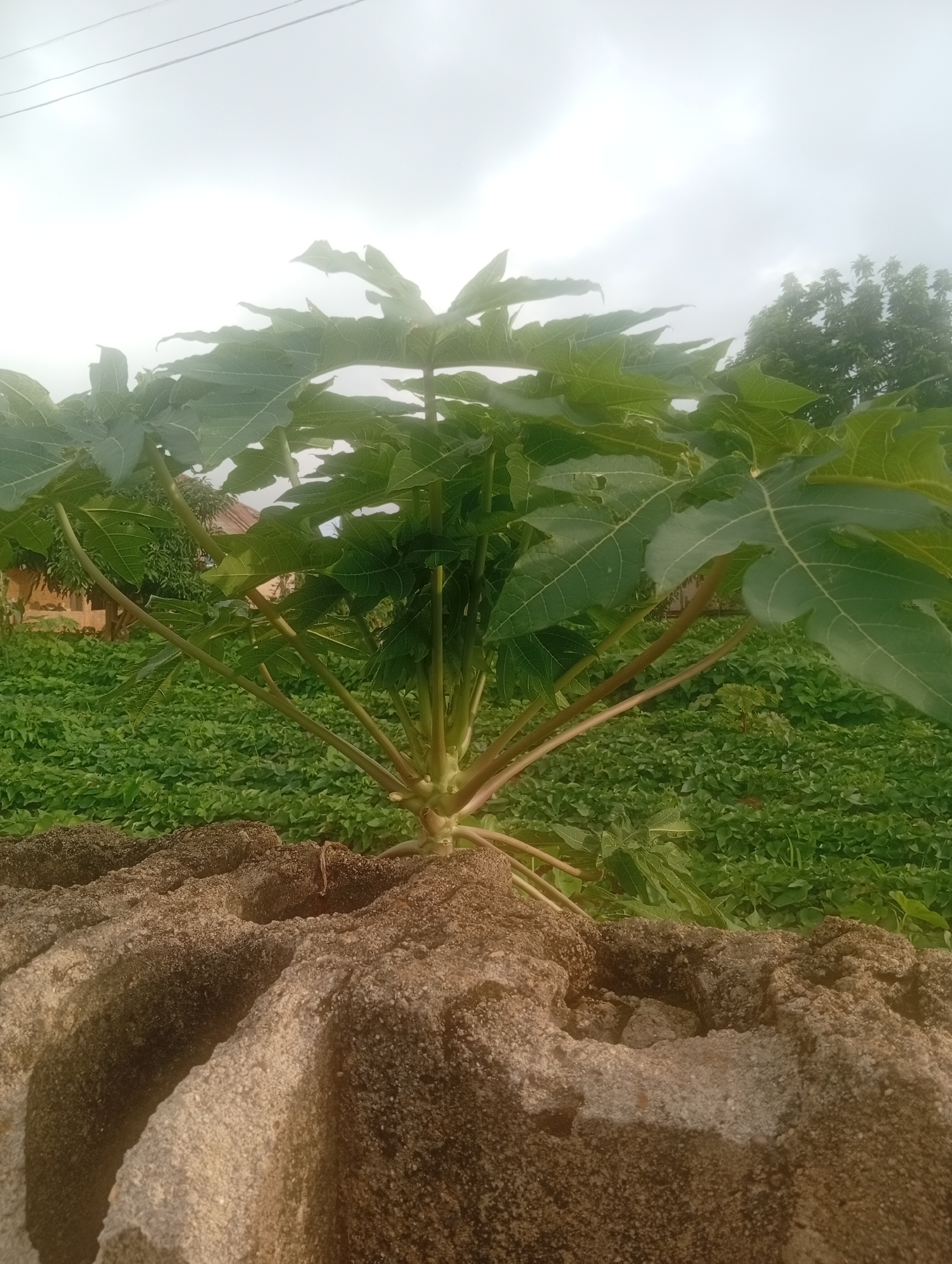 A young papaya tree with large, green, palmate leaves dominates the center of the image. The tree's thick, segmented trunk supports numerous branches that spread outwards and upwards, their stems a reddish-brown. Behind the papaya tree, a dense field of green, low-lying plants stretches into the background, suggesting an agricultural setting. A small building with a brown roof is partially visible behind the papaya tree, hinting at a rural or residential area. In the foreground, a rough, textured object made of concrete or rock forms a barrier, with several hollowed-out sections. The sky above is overcast, with soft, diffused light, suggesting it might be early morning or late afternoon, or simply a cloudy day. No people are visible in the image. The overall scene depicts a natural environment with signs of human habitation.