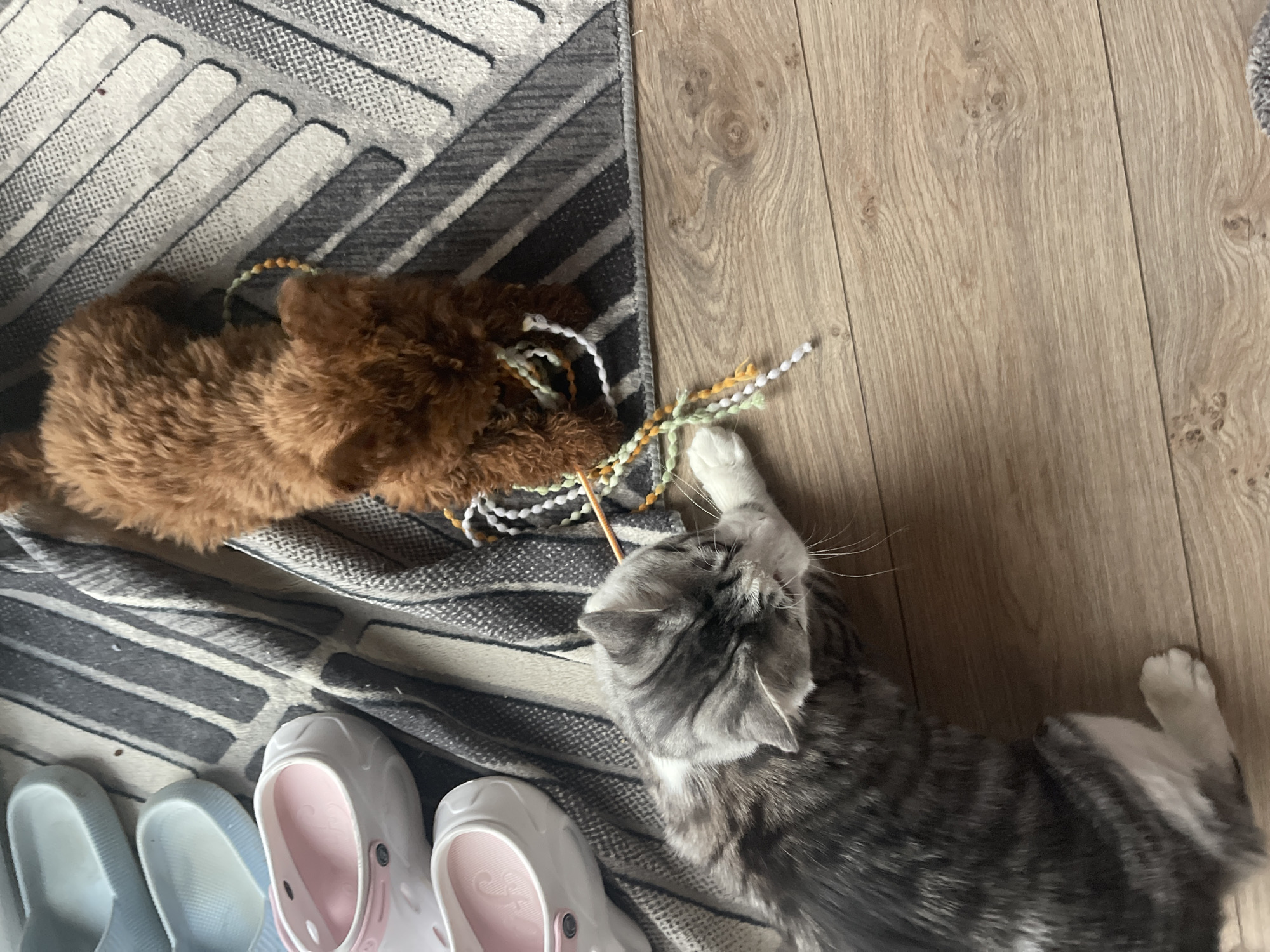 A medium-angle indoor shot shows a brown poodle playing with a gray tabby cat. The poodle is positioned on a gray and white striped rug. The cat is lying on a light brown wood floor. Both animals are interacting with a multicolored toy. In the lower left corner of the frame, there are three pairs of rubber clogs in various colors including pale blue, white with pink, and white with pink. The location is not evident from the image, and no evidence suggests it is Sofia, Bulgaria.