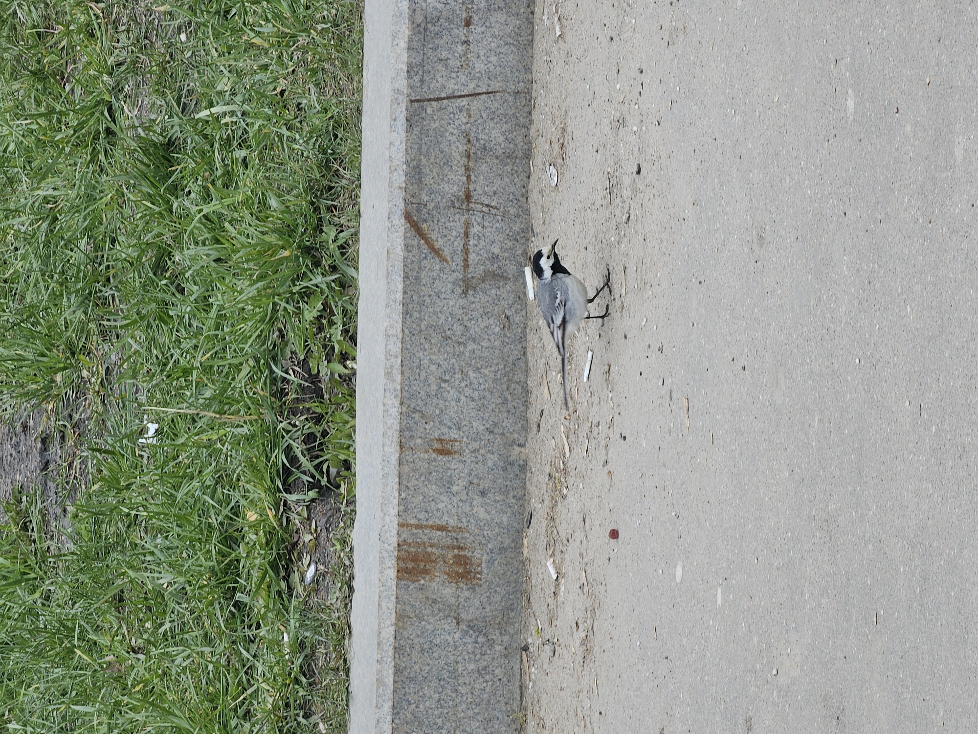 An outdoor, eye-level shot captures a small bird next to a paved path and a grassy area. The image features a white-and-black wagtail bird standing on a light gray, coarse-textured paved surface, possibly asphalt or concrete. The bird, positioned slightly to the right of the frame's center, has its head tilted upwards and appears to be looking towards the left, perhaps observing its surroundings or foraging.
To the left of the bird, a light gray granite or concrete curb separates the paved area from a lush green lawn. The curb shows some reddish-brown streaks, possibly rust stains. The grass is dense and appears well-maintained. Scattered on the paved ground near the bird are several small white objects resembling discarded cigarette butts, along with a tiny red specks and other small debris. The lighting suggests bright daylight conditions. There is no visible text in the image. The scene depicts a common urban or park environment in Moscow, Russia.