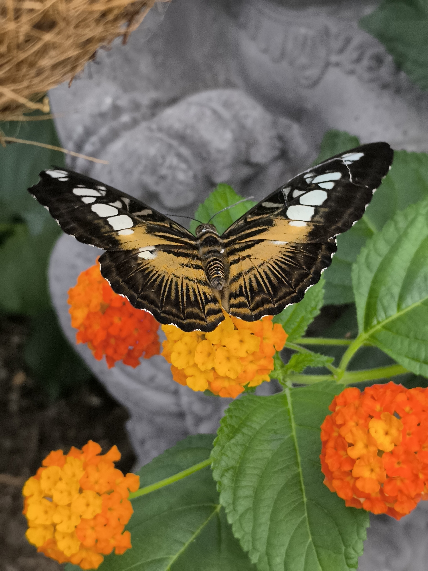 A butterfly with black, white, and brown wings is perched on a cluster of orange and yellow lantana flowers with green leaves. A blurred gray statue stands in the background. A nest or basket is visible in the upper left corner.
