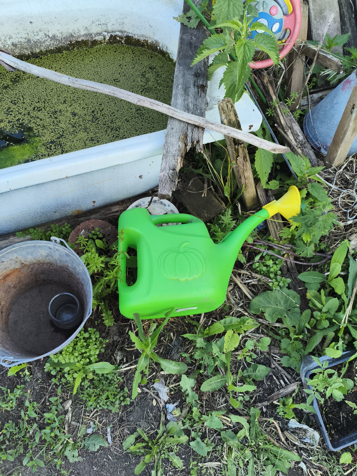 The image depicts an outdoor scene in the city of Ilmino, Russia, characterized by a cluttered and somewhat neglected environment. In the foreground, a bright green plastic watering can with a yellow spout lies on the ground amidst overgrown vegetation and debris. To the left, a weathered metal bucket contains some dark liquid and a smaller metal cup. Behind the watering can and bucket, a white bathtub filled with green, algae-like growth is visible. The background features a chaotic assortment of wooden planks, dried branches, and more plants. Partially visible to the upper right is a colorful child's toy steering wheel and a metal cone-shaped object, suggesting a yard or storage area. The overall impression is one of disarray in a rural or semi-rural setting. There are no people or animals present in the image.