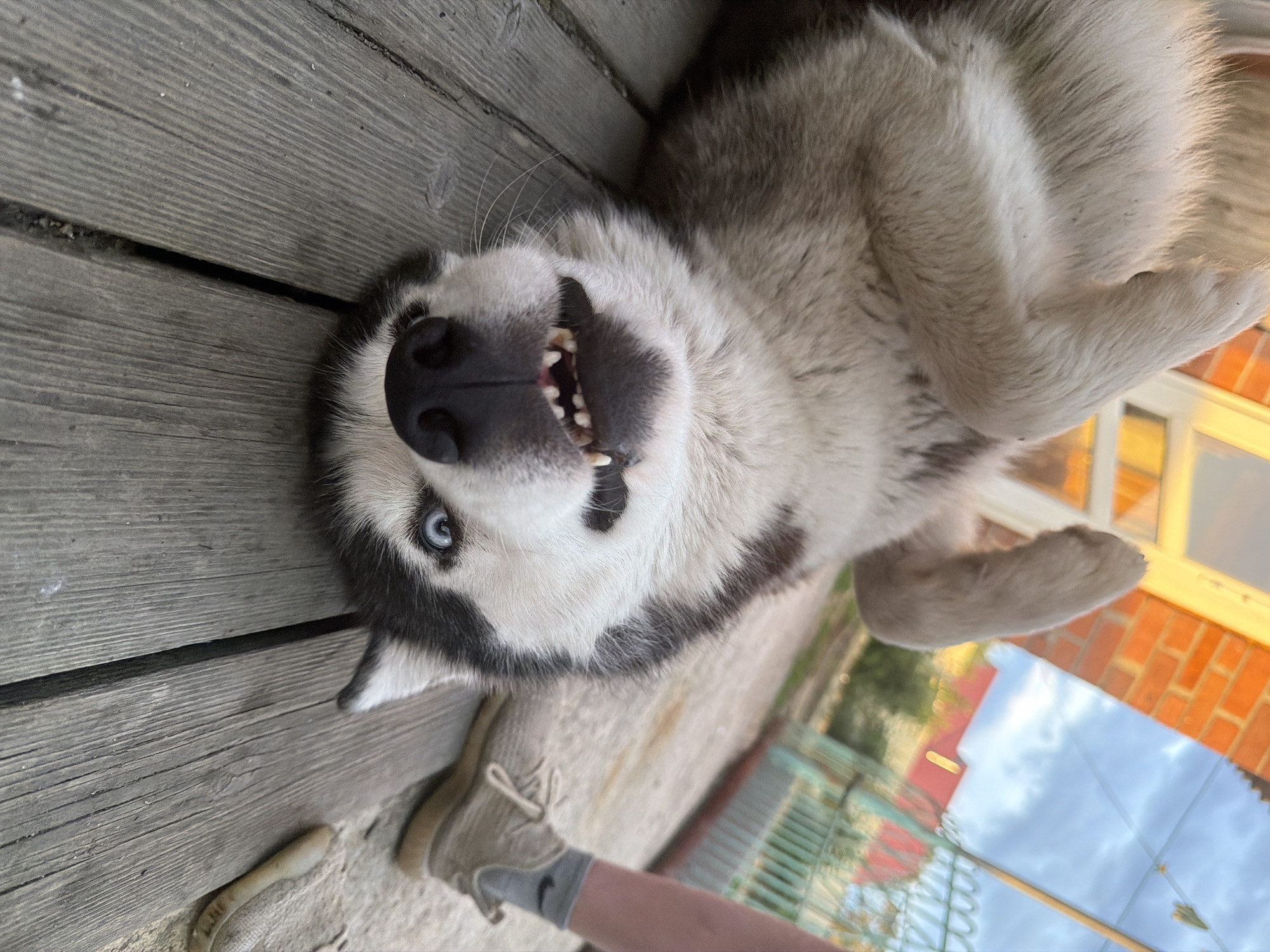 An upside-down husky dog is lying on its back on a wooden deck. The dog's mouth is open, revealing its teeth, and its bright blue eyes are visible. To the right of the dog, a person's legs are visible, wearing grey socks and beige sneakers. In the background, there is a brick wall, a window reflecting the sky, and a green fence. The scene appears to be in an outdoor, possibly residential, setting.