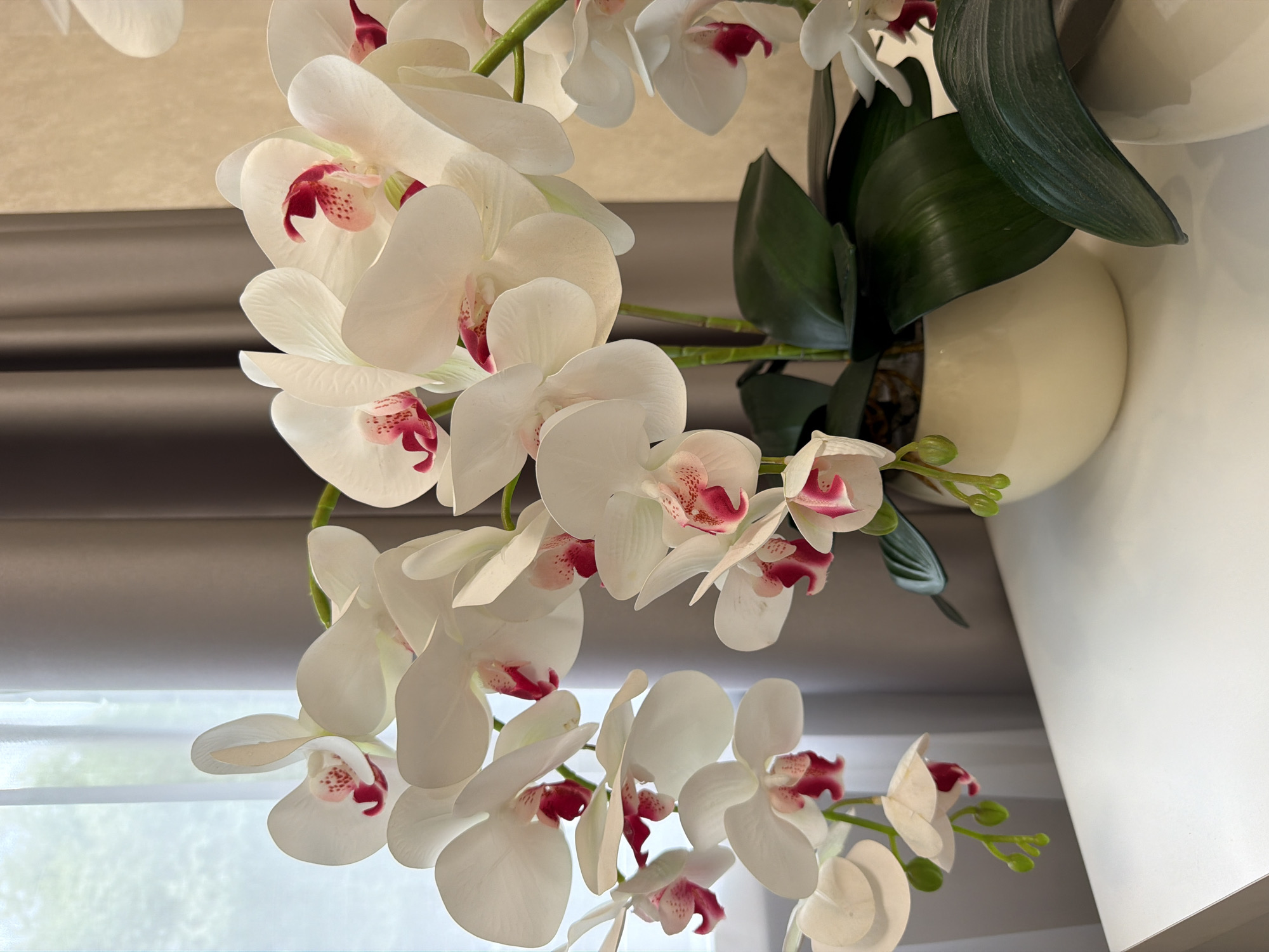 A close-up, eye-level shot shows a cluster of white phalaenopsis orchids with deep pink centers, some with buds, displayed in a cream-colored pot. The orchids are arranged on a white surface, possibly a table or shelf, with a blurred background of sheer curtains and dark gray drapes. The lighting is soft and diffused, suggesting an indoor setting. The overall scene is serene and elegant.